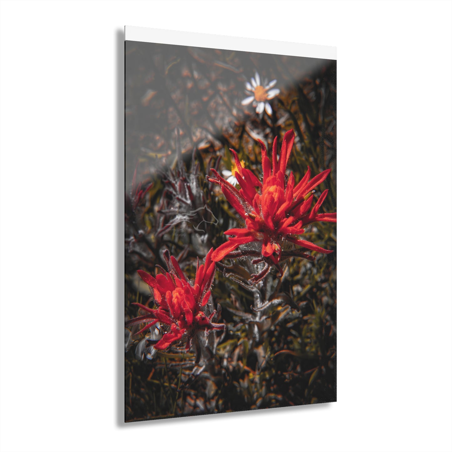 Black and Red Indian Paint Brush Acrylic