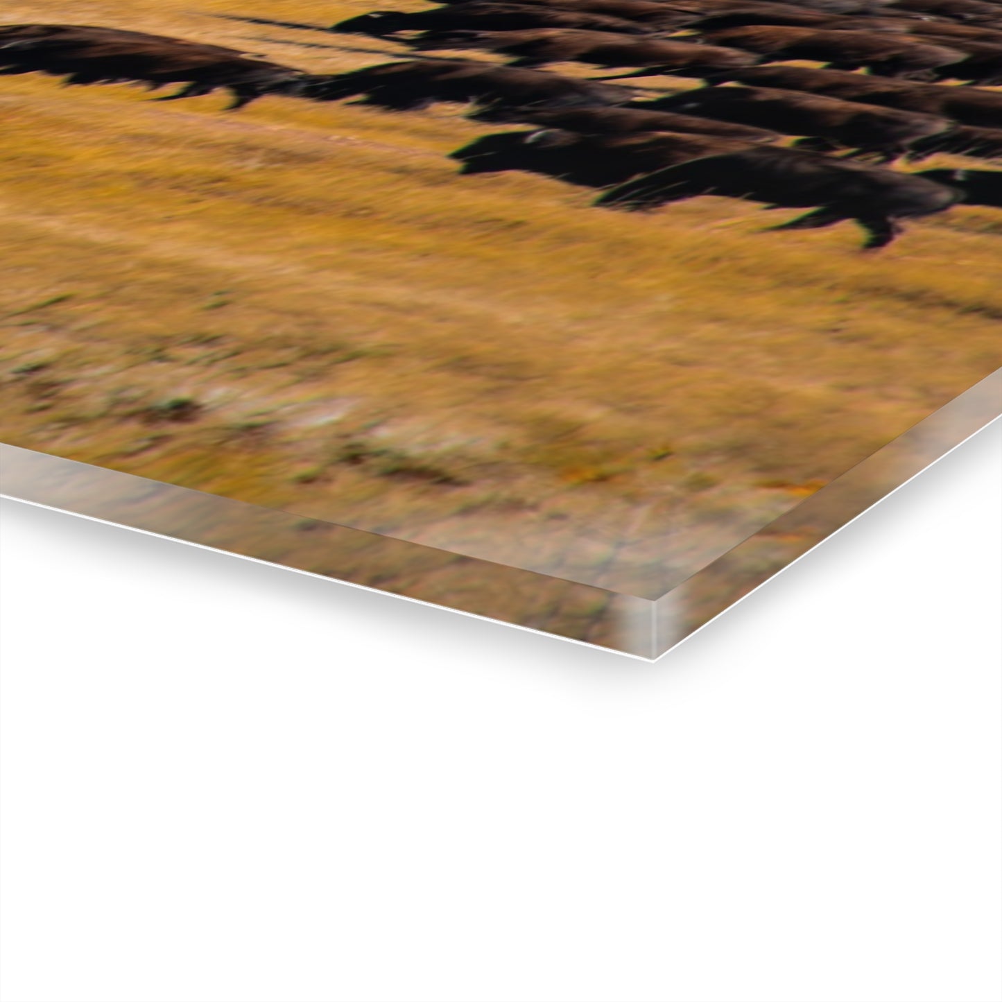 Buffalo all Gathered Acrylic