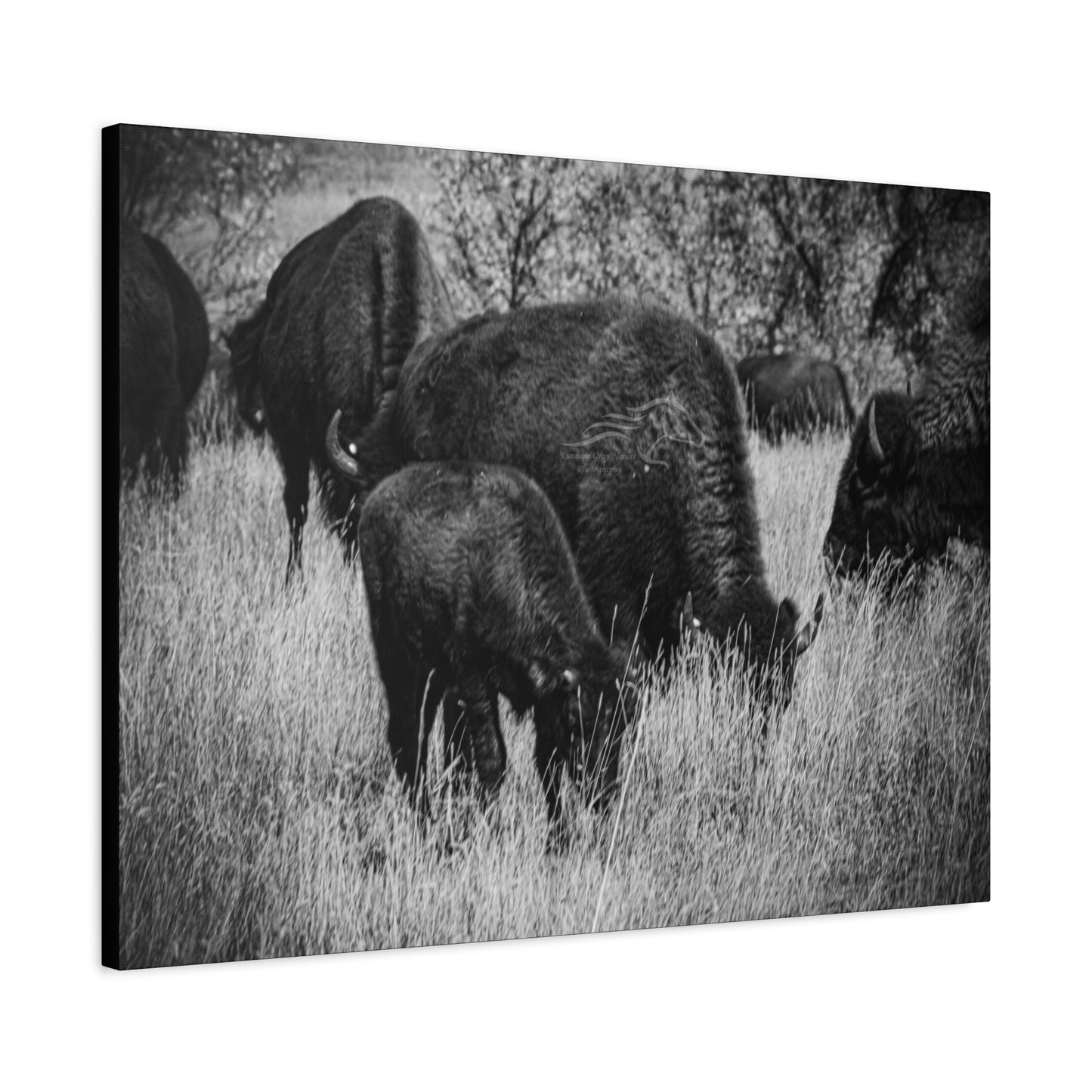 Black and White Buffalo Canvas
