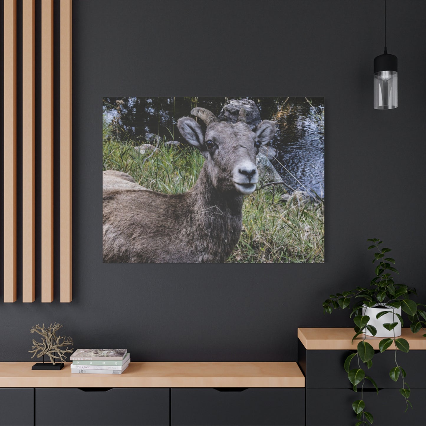 Big Horn Sheep Canvas
