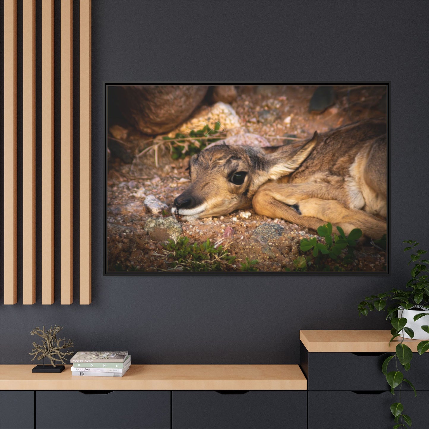 Baby Antelope Framed Canvas