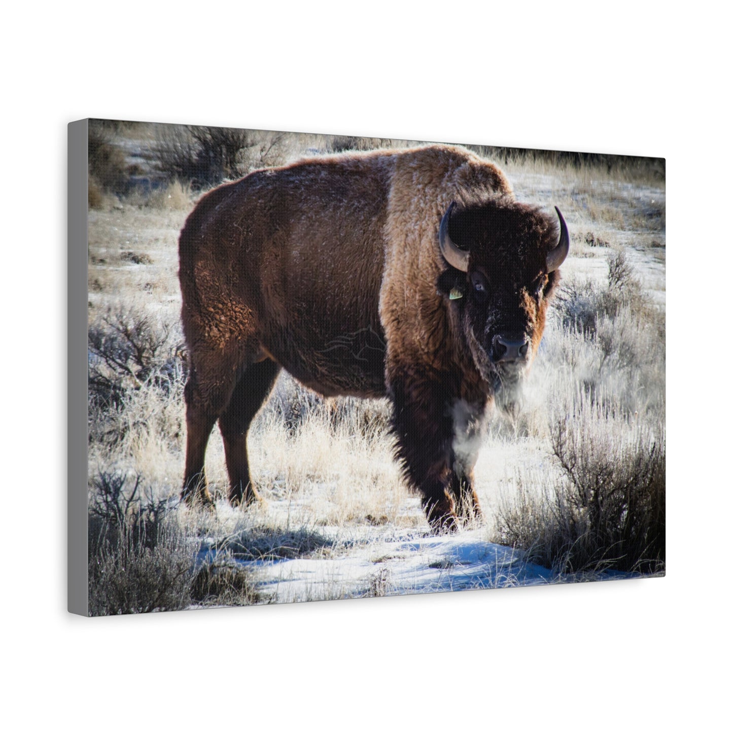 Early Morning Buffalo Canvas