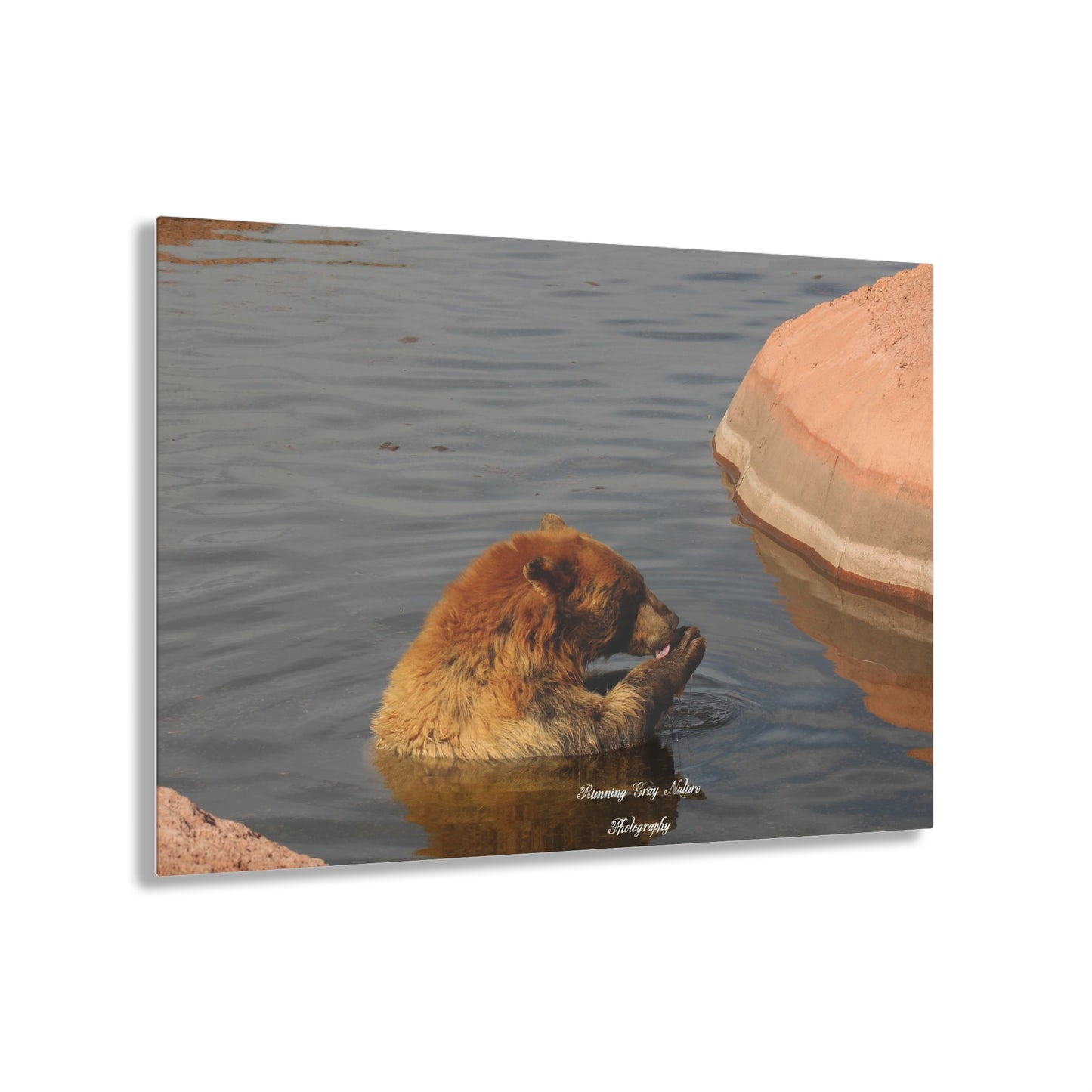 Bear in the Water Acrylic Prints