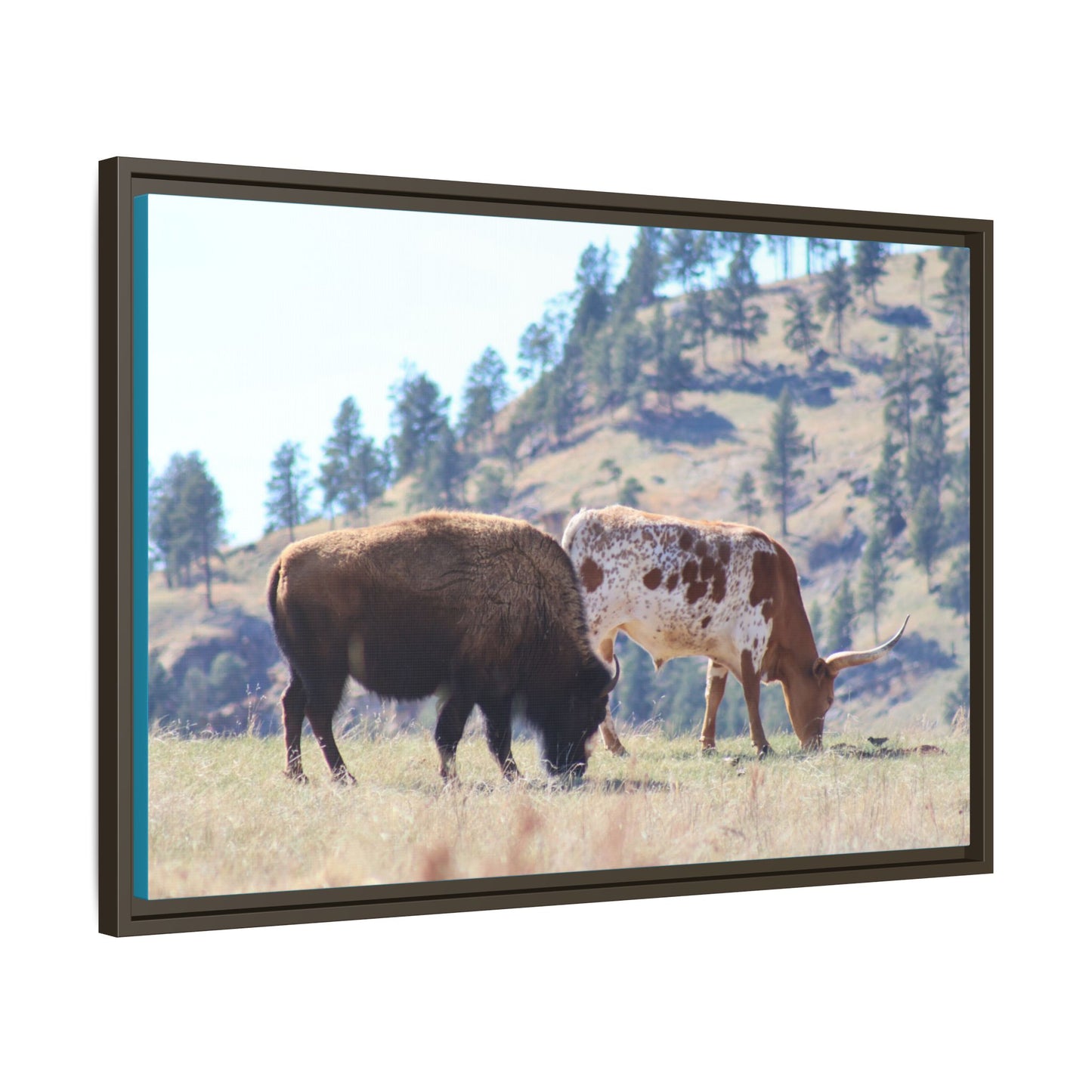 Long Horn and Buffalo Framed Canvas