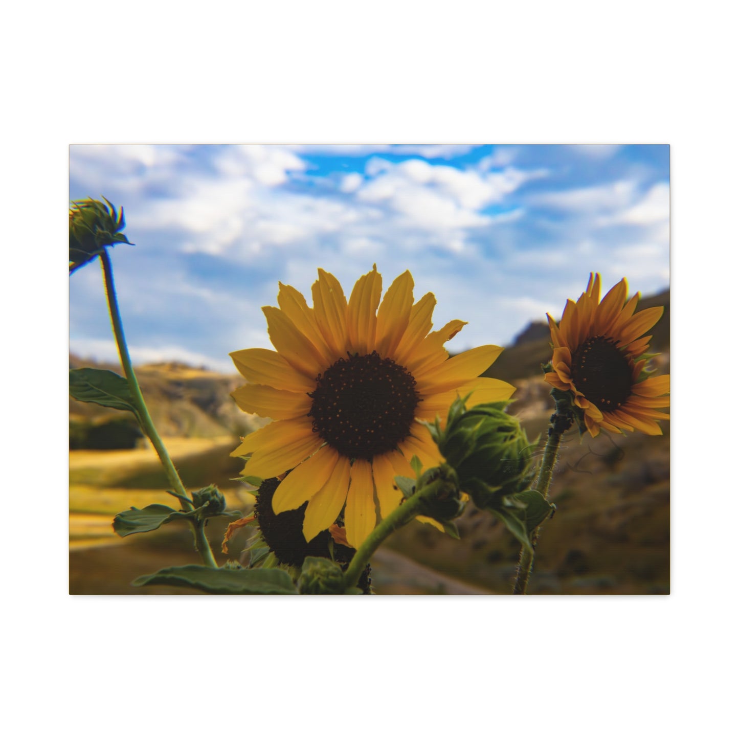 Sunflower Canvas