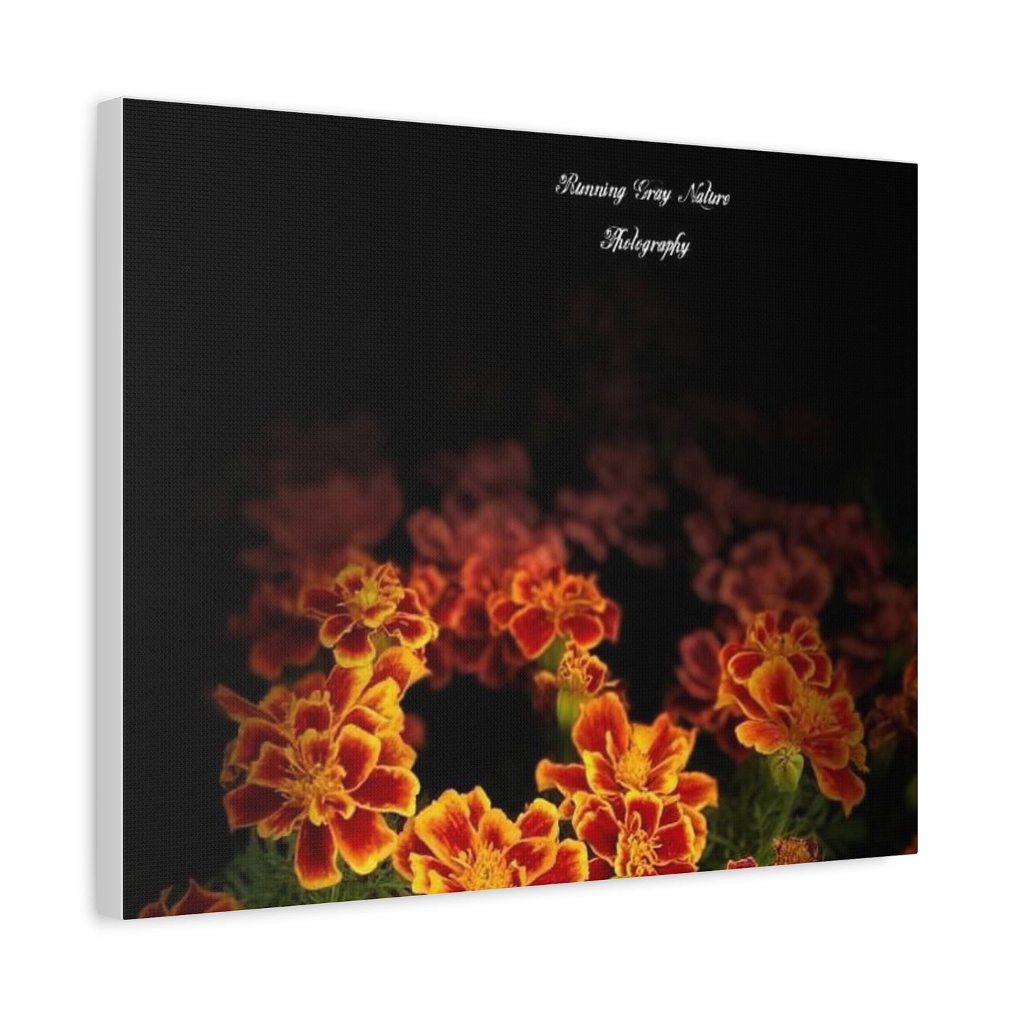 French Marigold Matte Canvas, Stretched, 1.25"