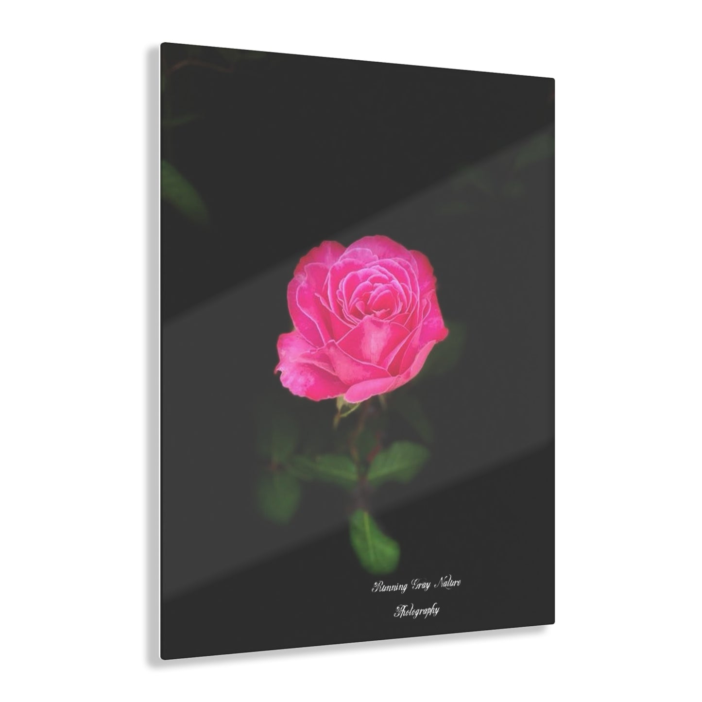 A Pink Peace Rose Acrylic Prints