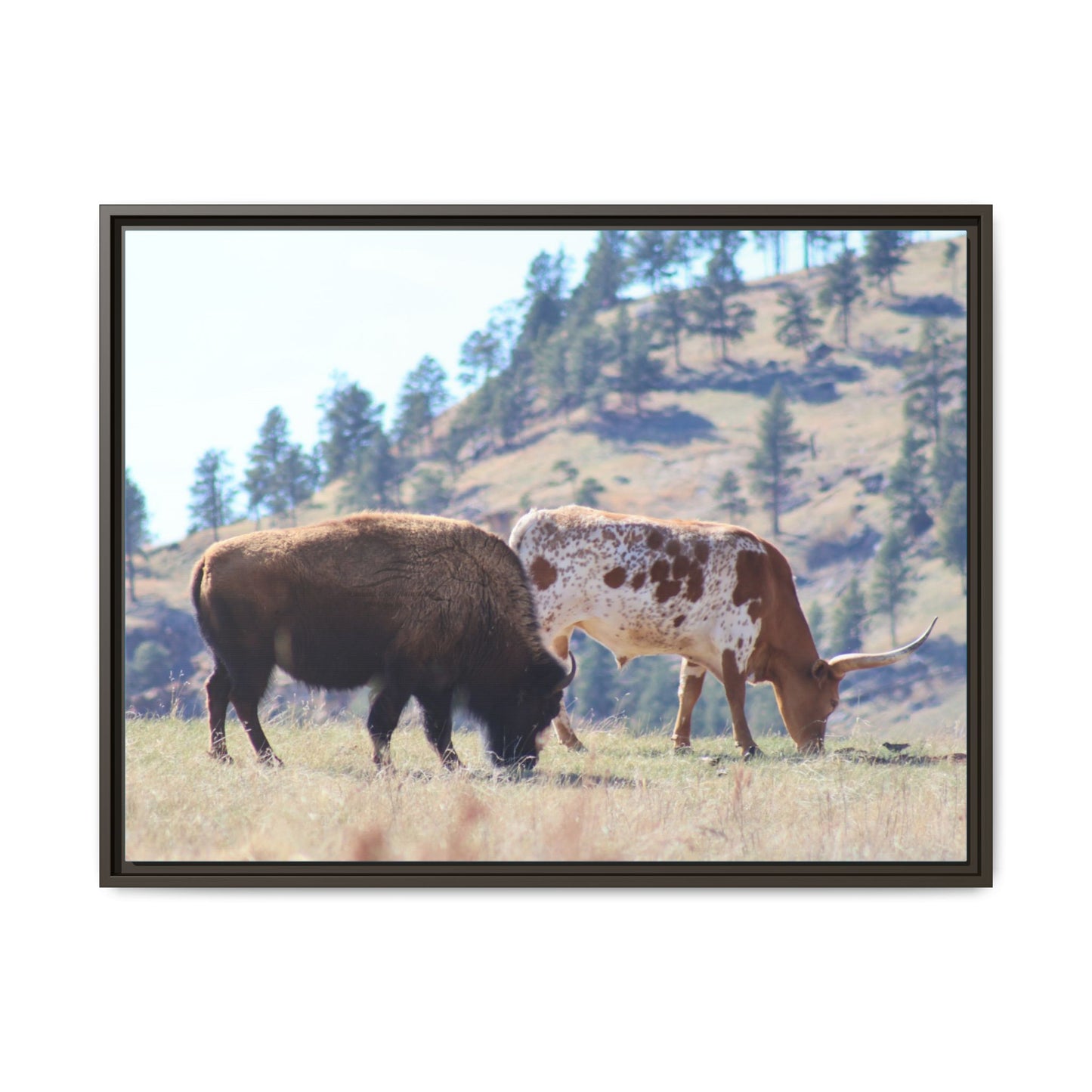 Long Horn and Buffalo Framed Canvas