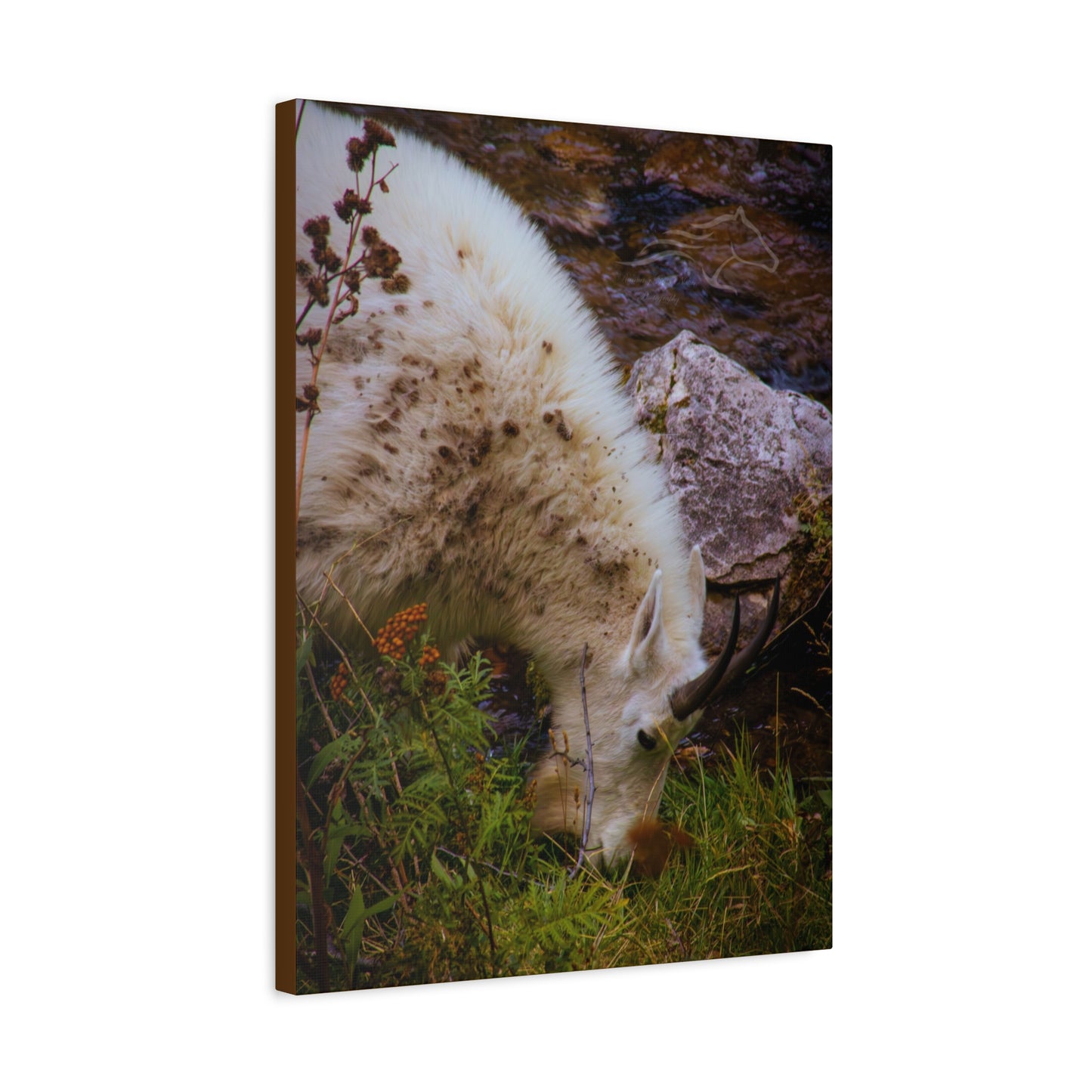 Mountain Goat Canvas