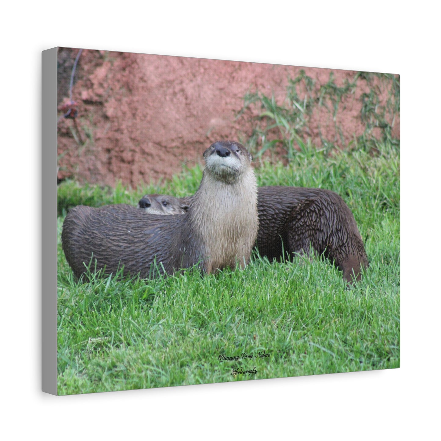 Otter Matte Canvas, Stretched, 1.25"