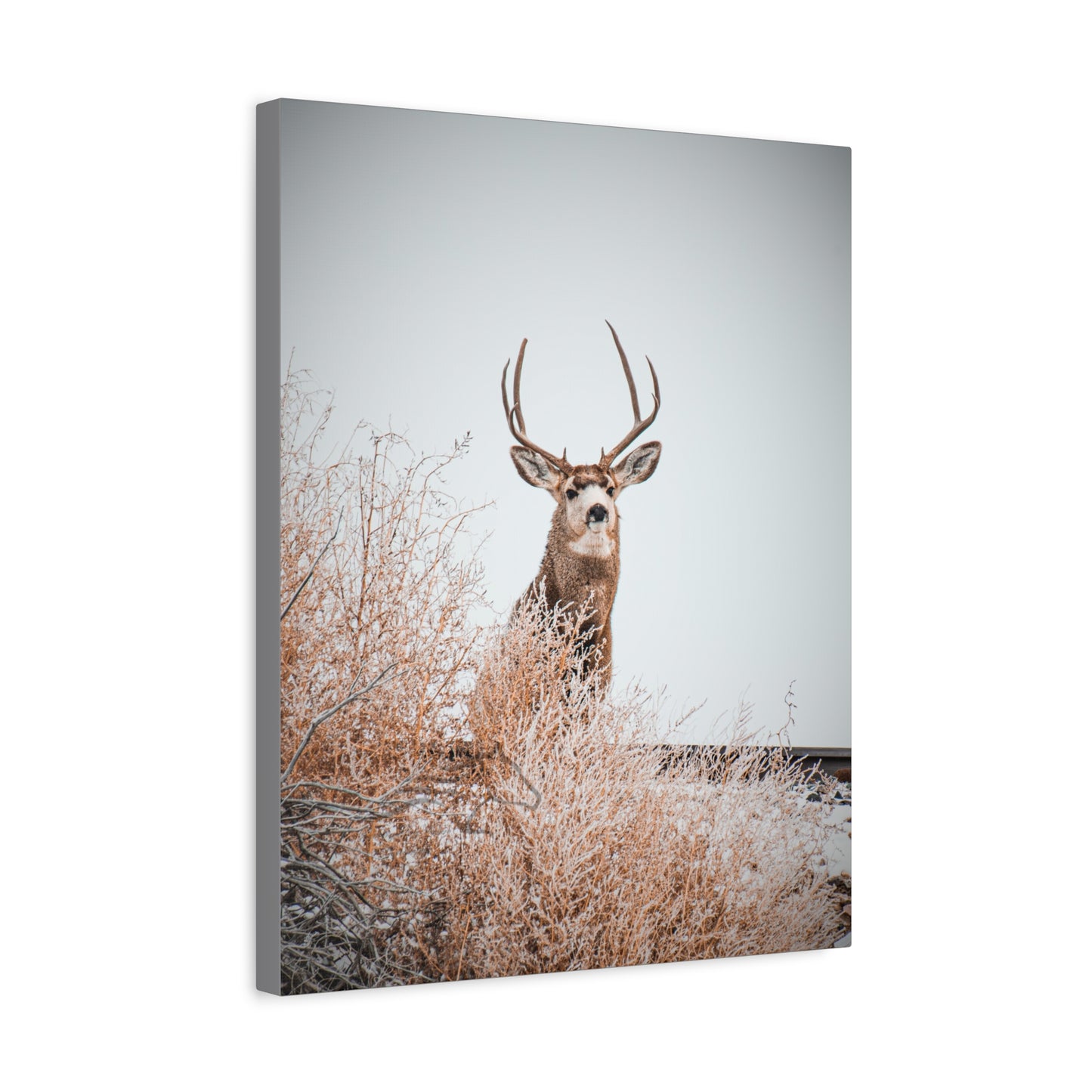 Rustic Deer Canvas