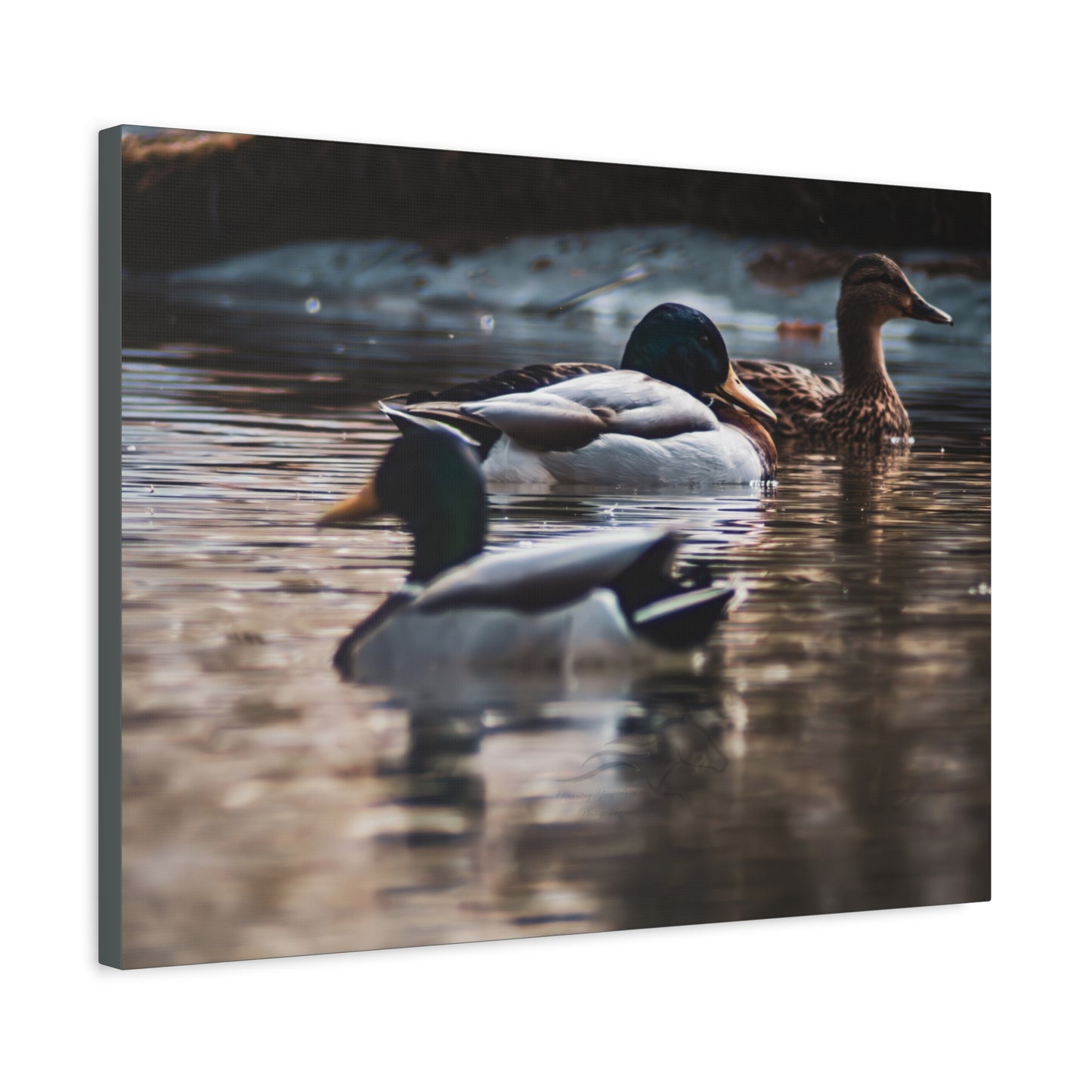 Mallard Ducks Canvas