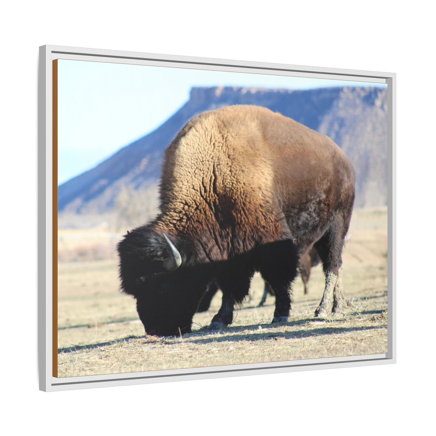 Big Daddy Buffalo Framed Canvas