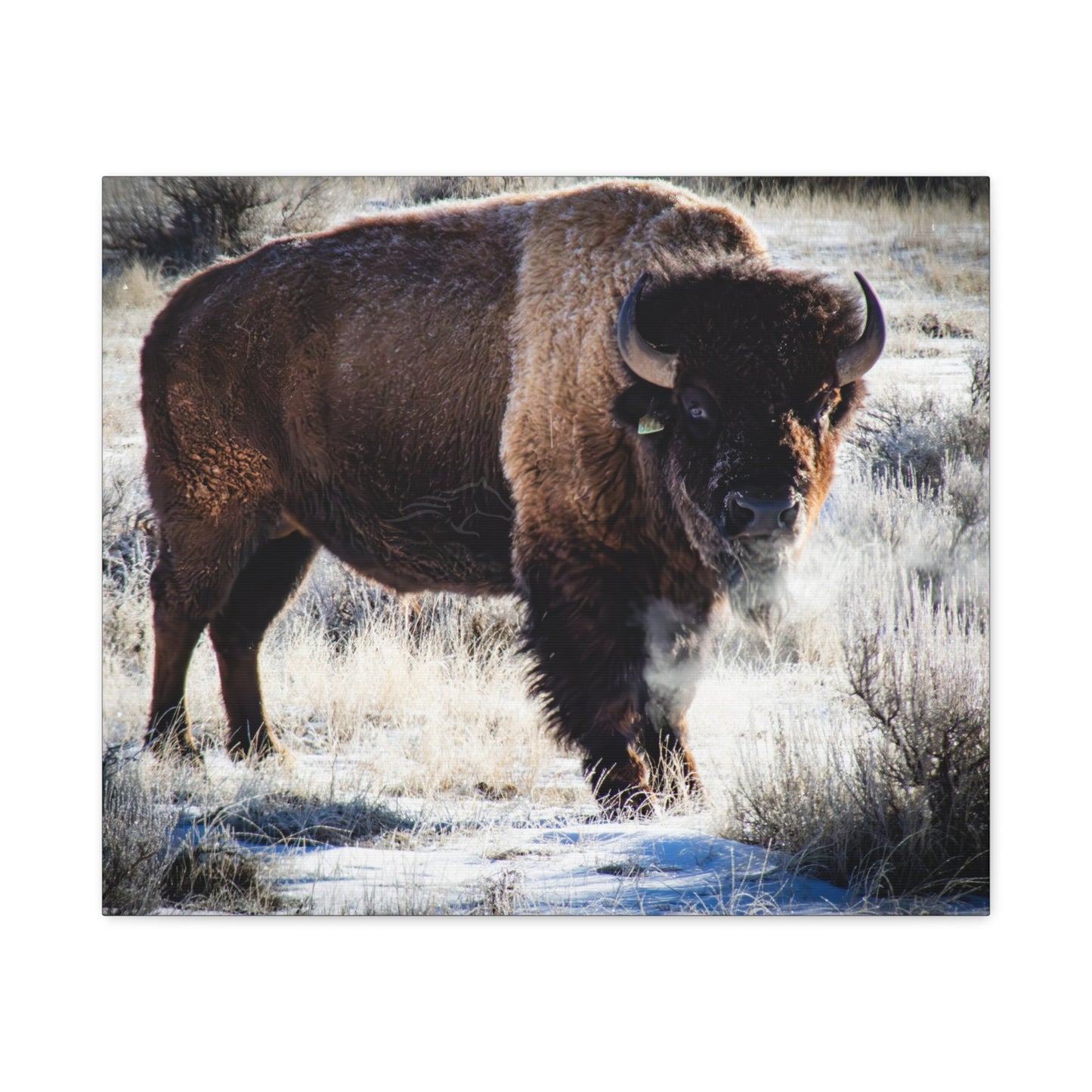 Early Morning Buffalo Canvas