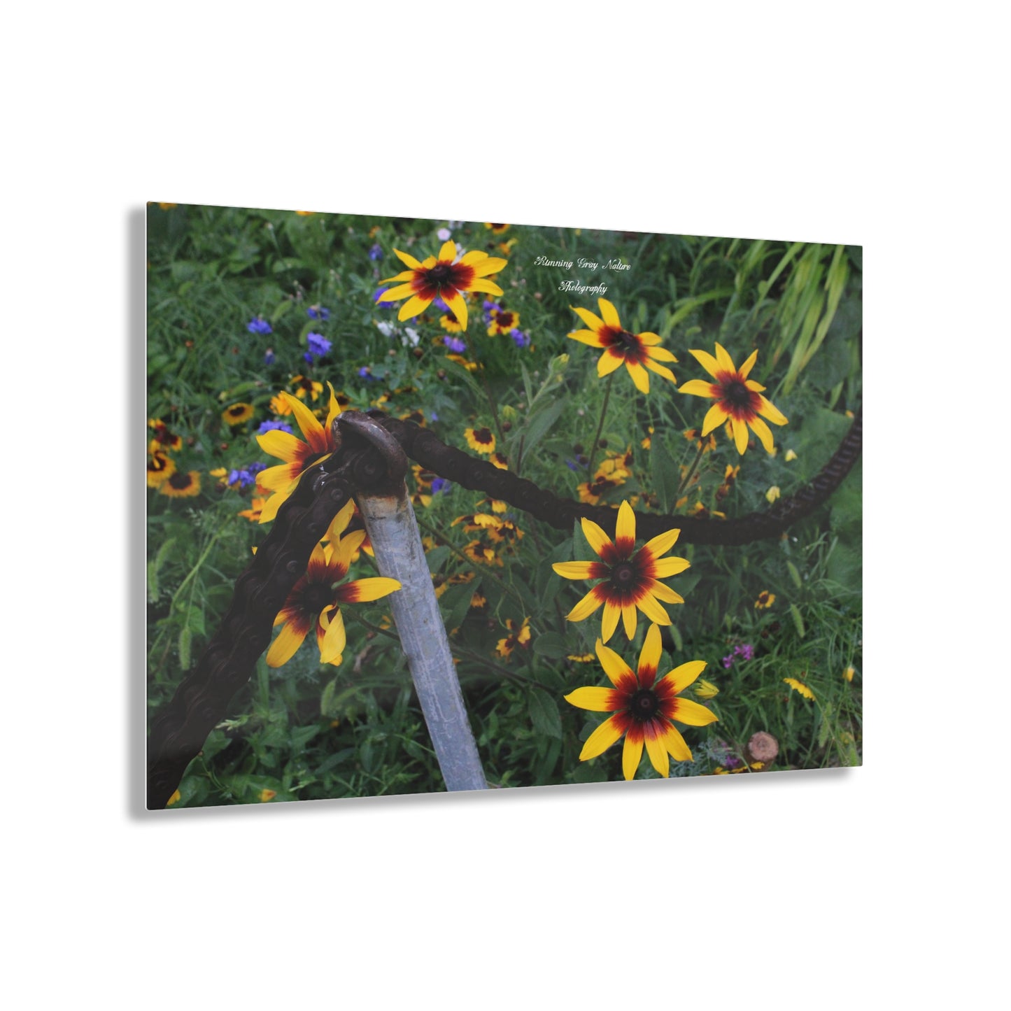 Red and Yellow Sunflowers Acrylic Prints