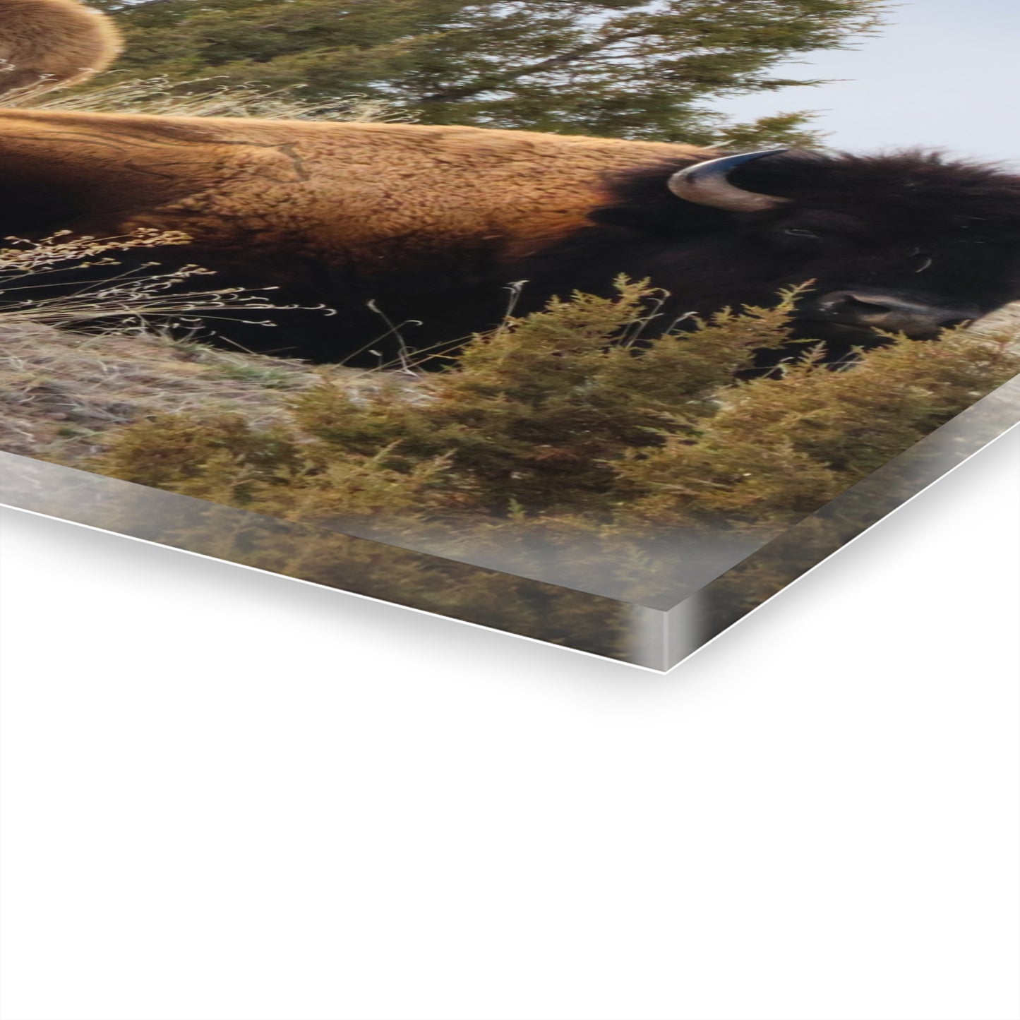 Two Bull Buffalo Acrylic