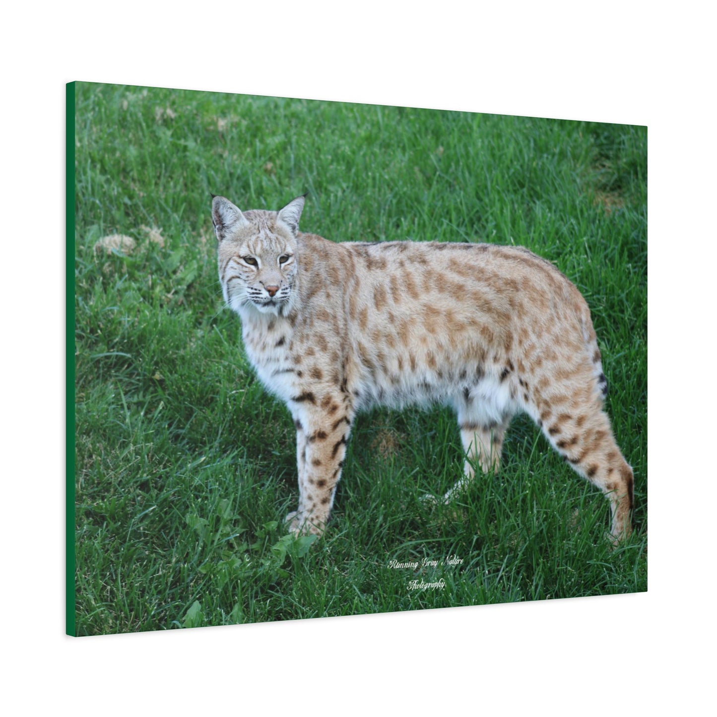 Bobcat Matte Canvas, Stretched, 1.25"