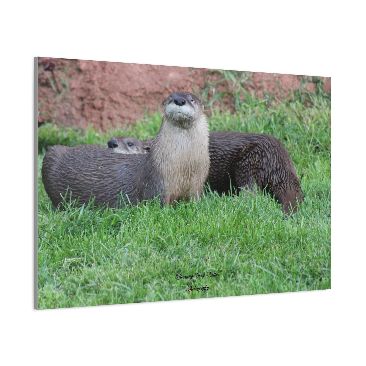 Otter Matte Canvas, Stretched, 1.25"