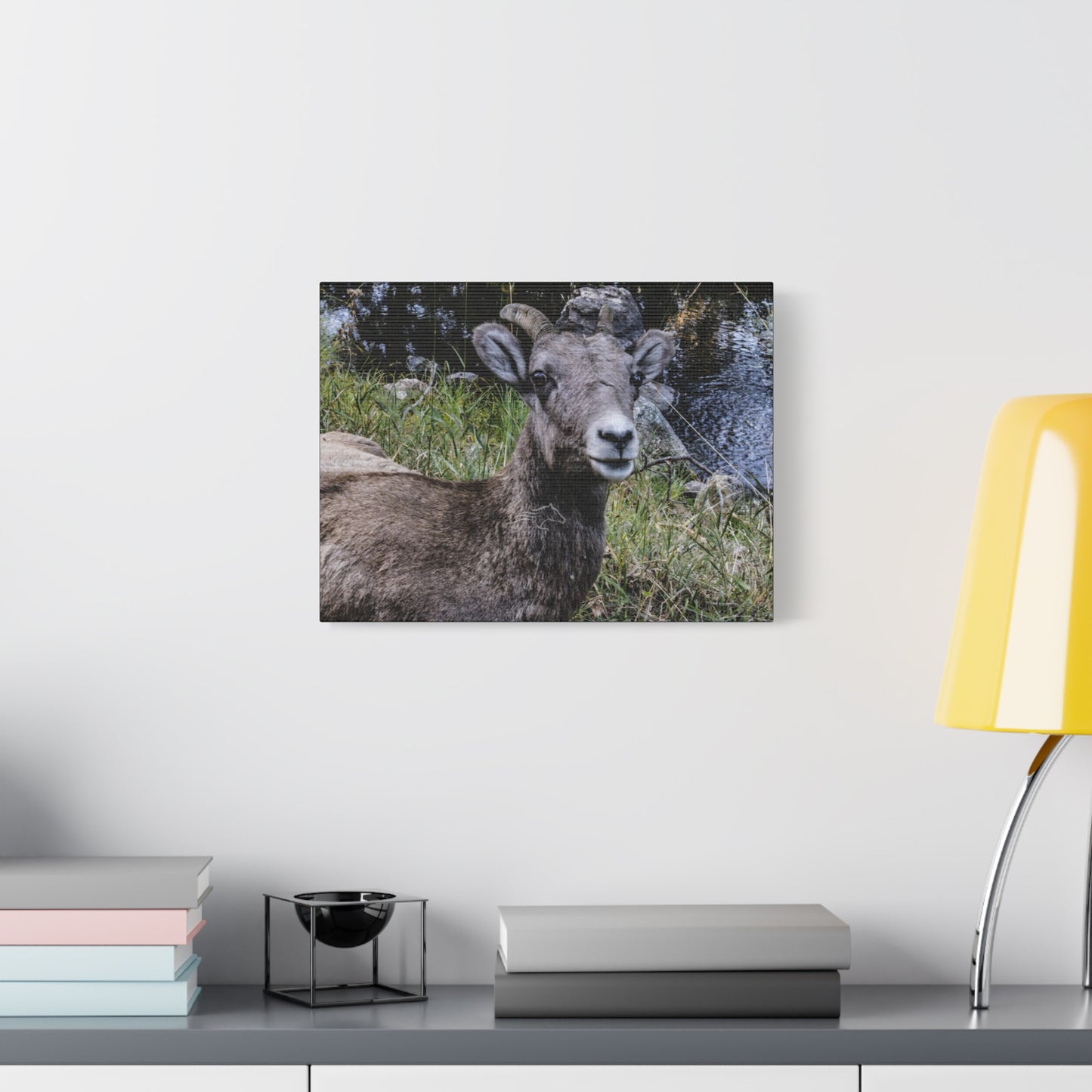 Big Horn Sheep Canvas