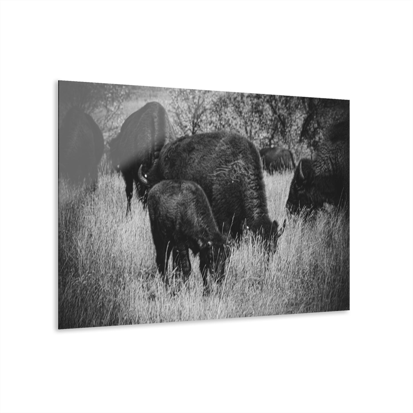 Black and White Buffalo Acrylic