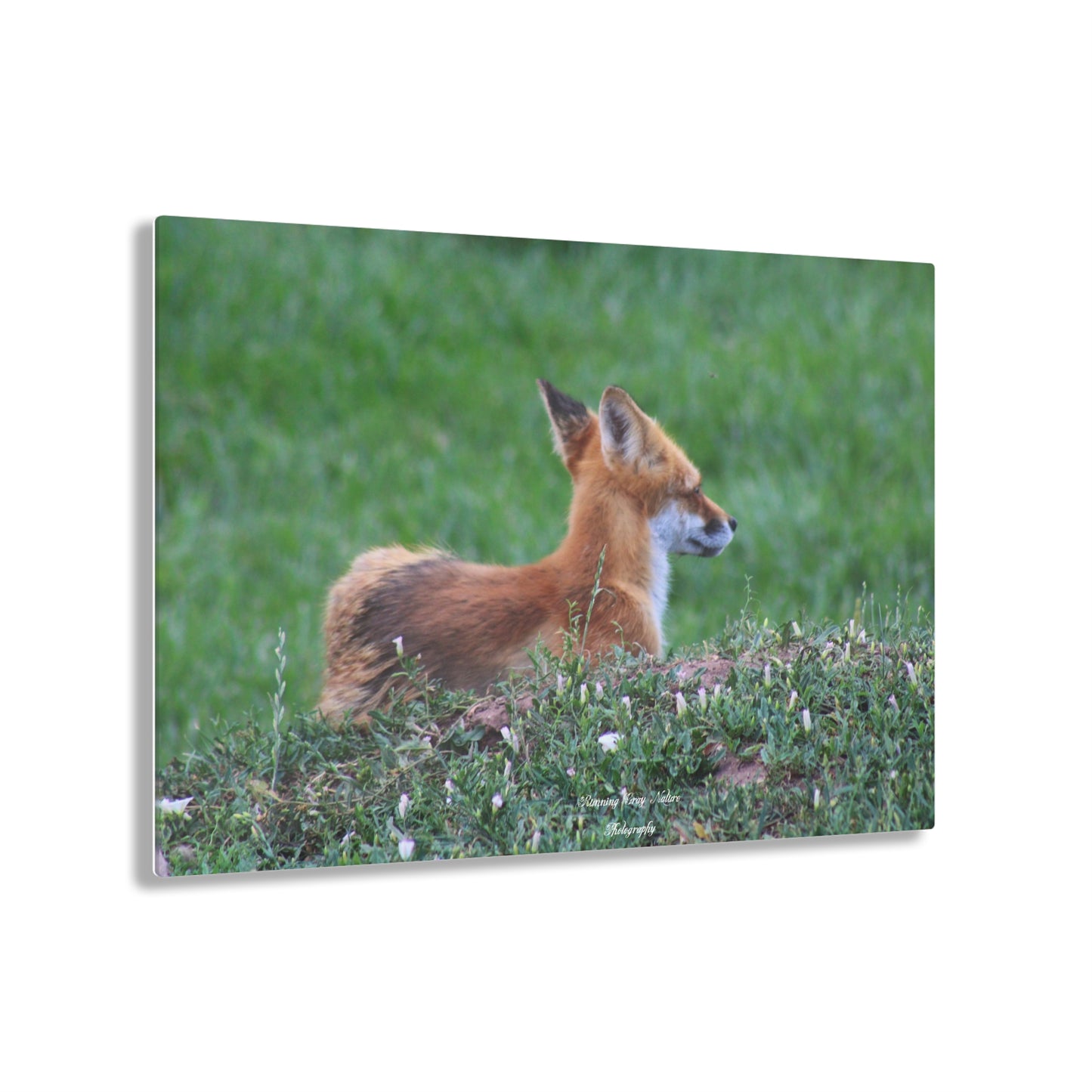 Red Tail Fox Acrylic Prints