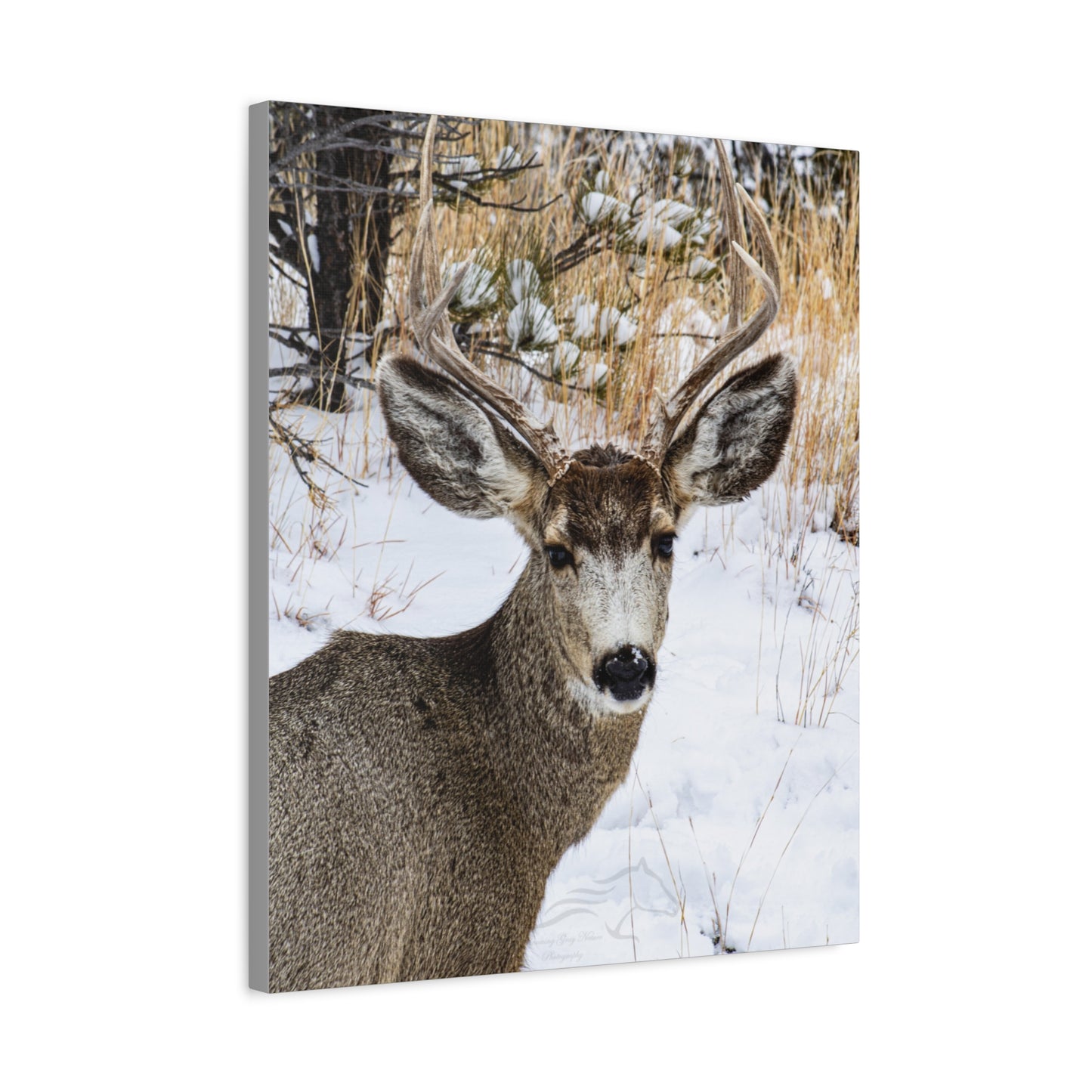 Deer Antlers in February Canvas