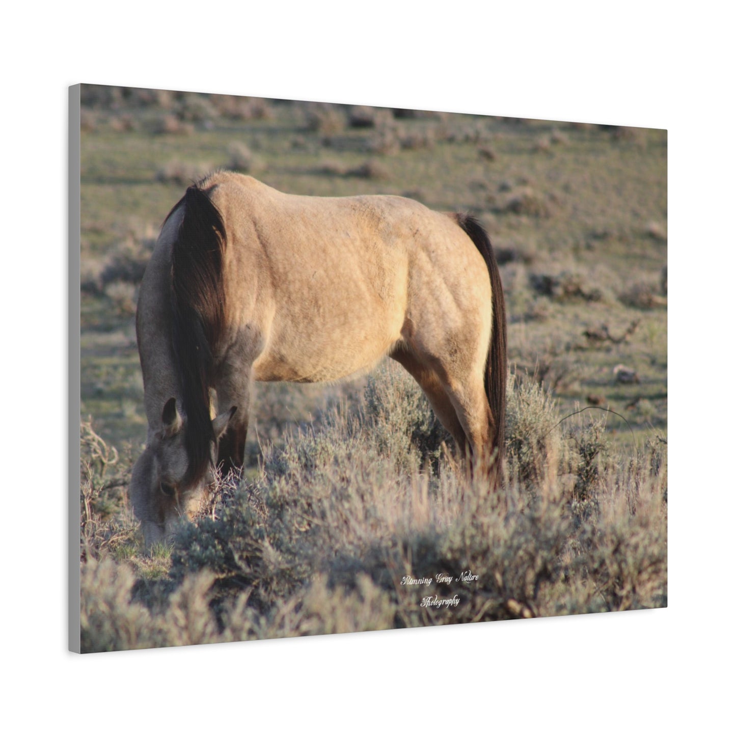 Buckskin Matte Canvas, Stretched, 1.25"