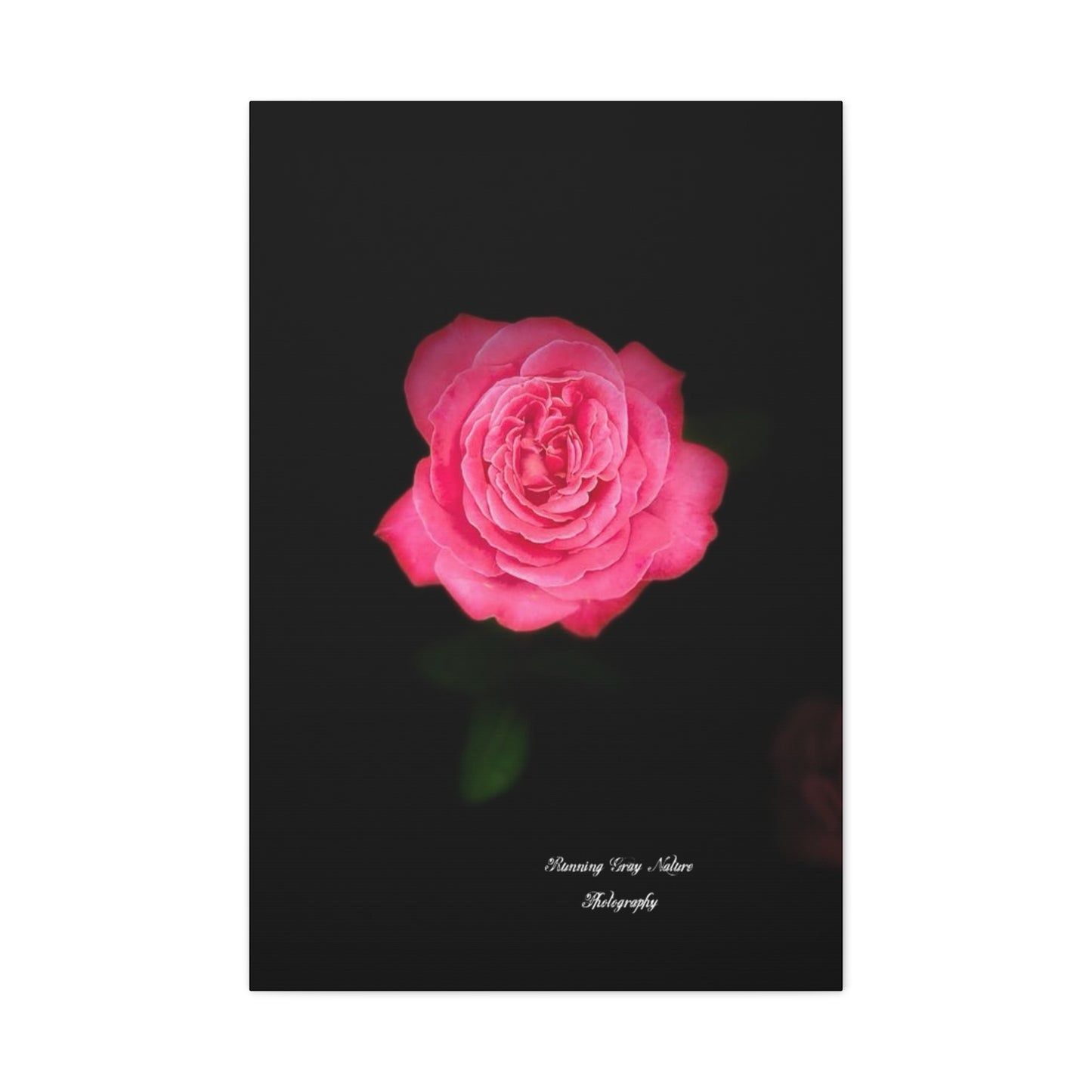 Pink Peace Rose Matte Canvas, Stretched, 1.25"