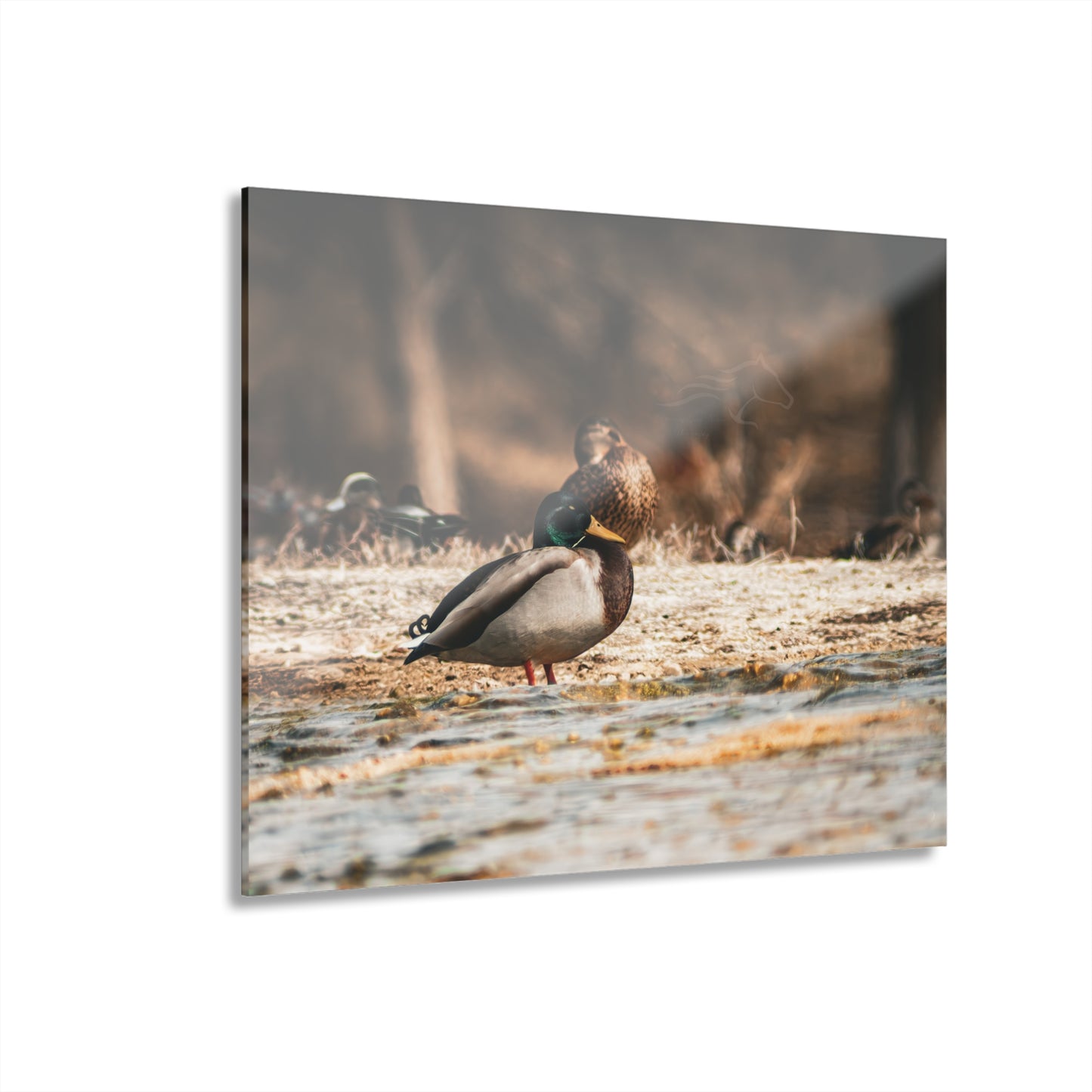 Nature-Inspired Duck Acrylic