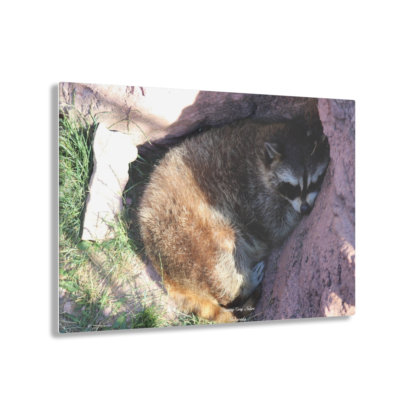 Sleeping Racoon Acrylic Prints