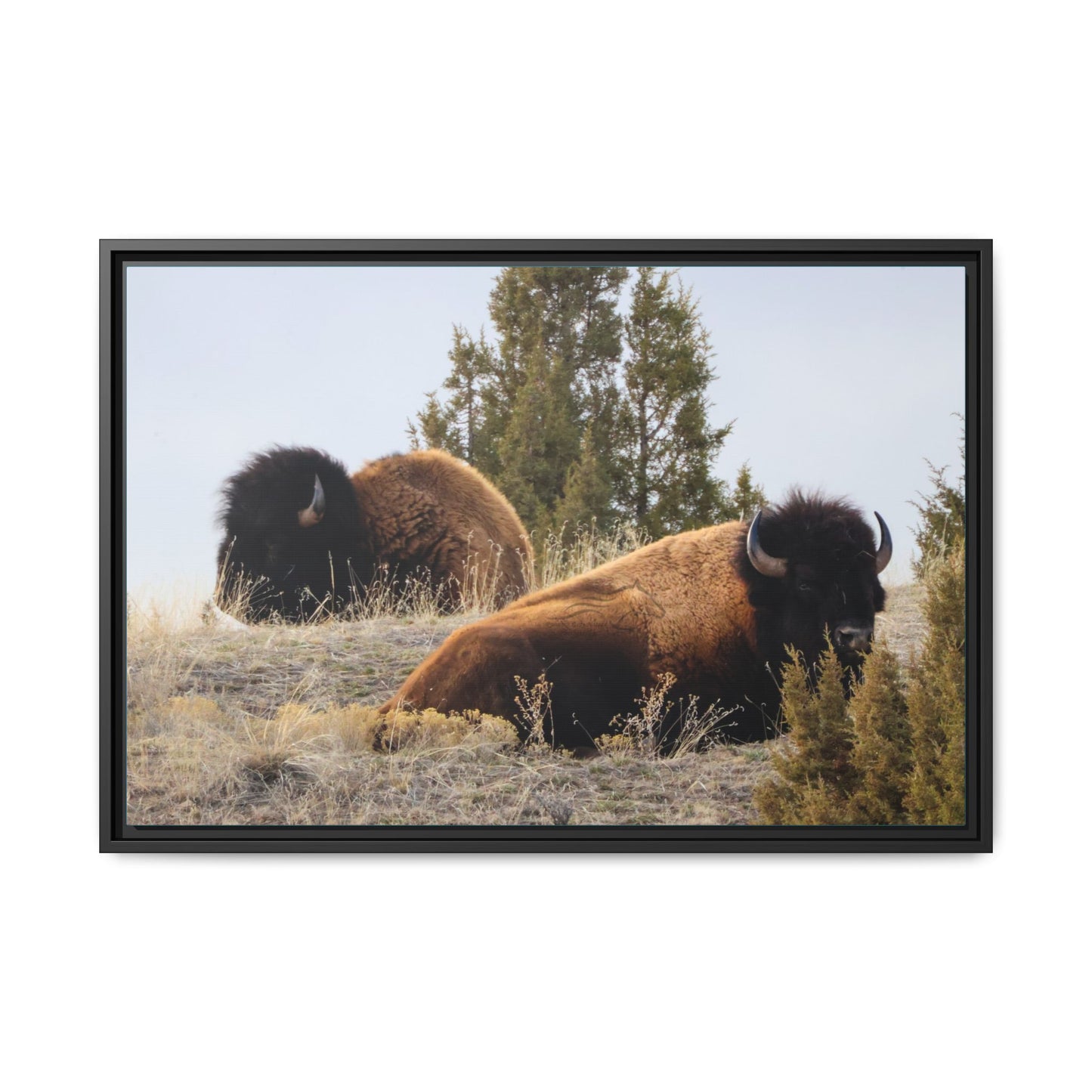 Two Bull Buffalo Framed Canvas