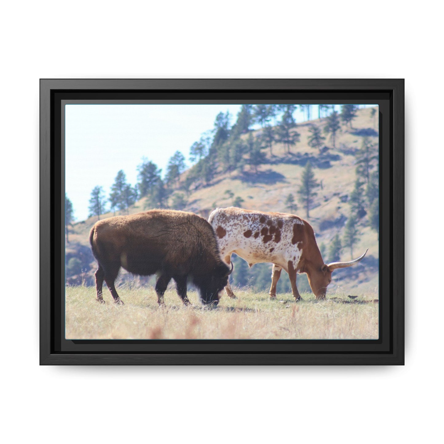 Long Horn and Buffalo Framed Canvas