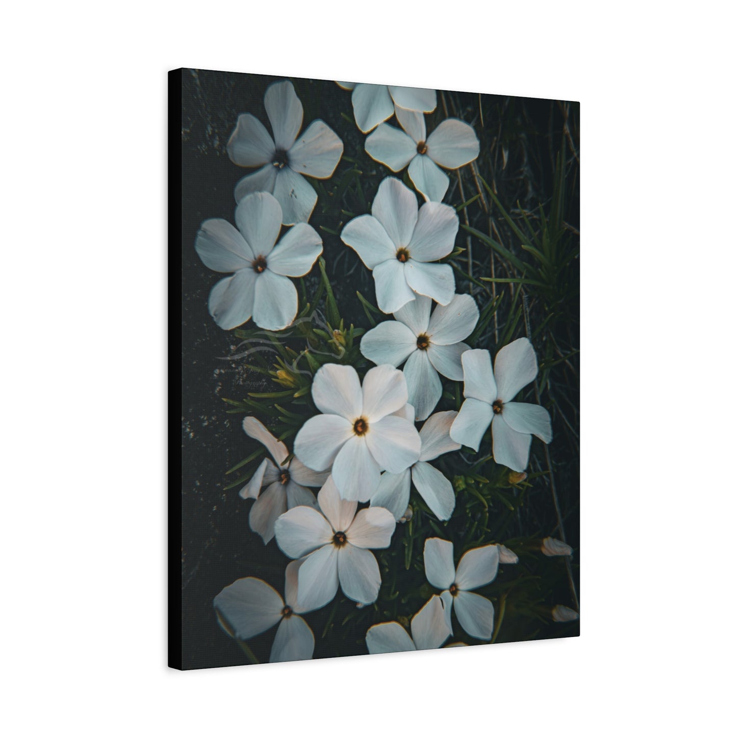 Rock Jasmine Canvas
