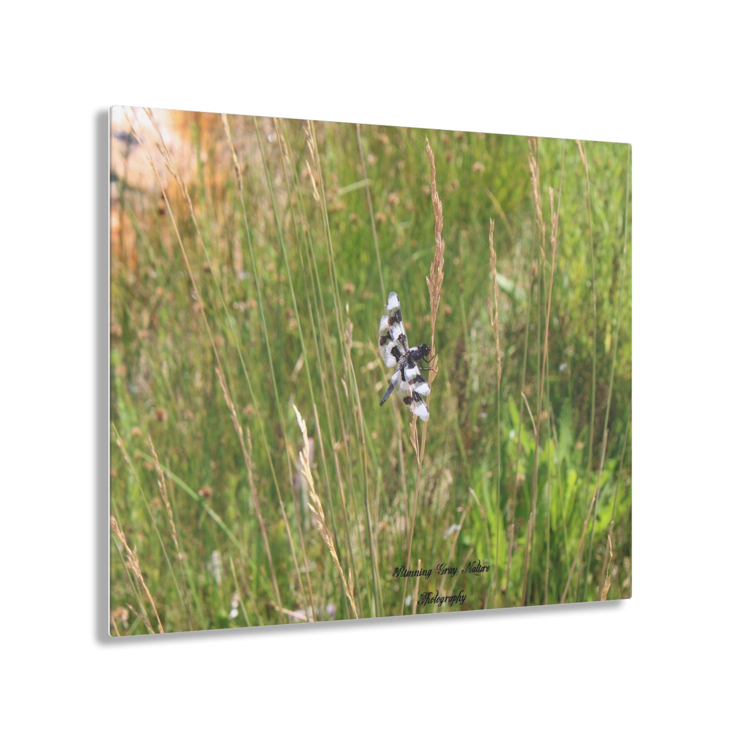 Dragonfly Acrylic Prints