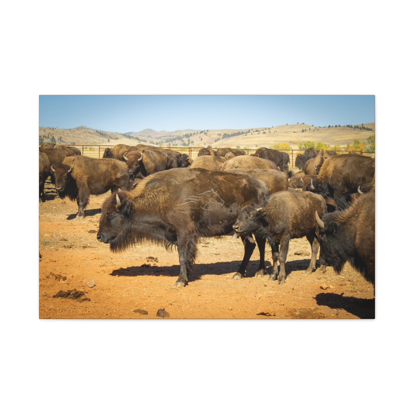 Momma and Baby Buffalo Canvas