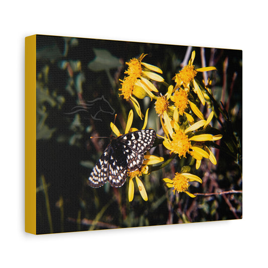 Butterfly Bloom Canvas