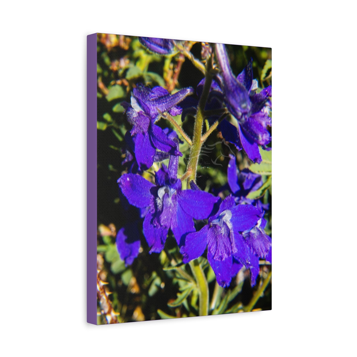 Royal Larkspar Canvas