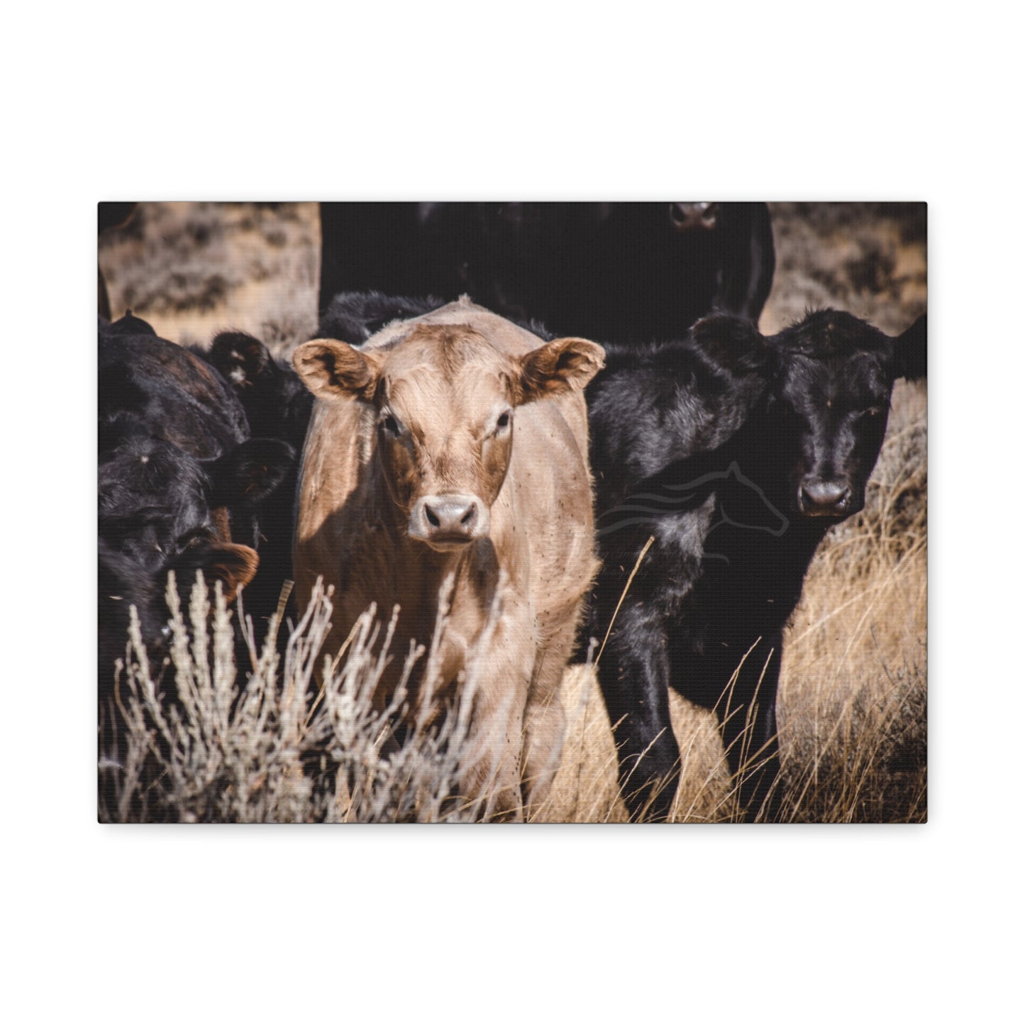 Baby Blonde Calf