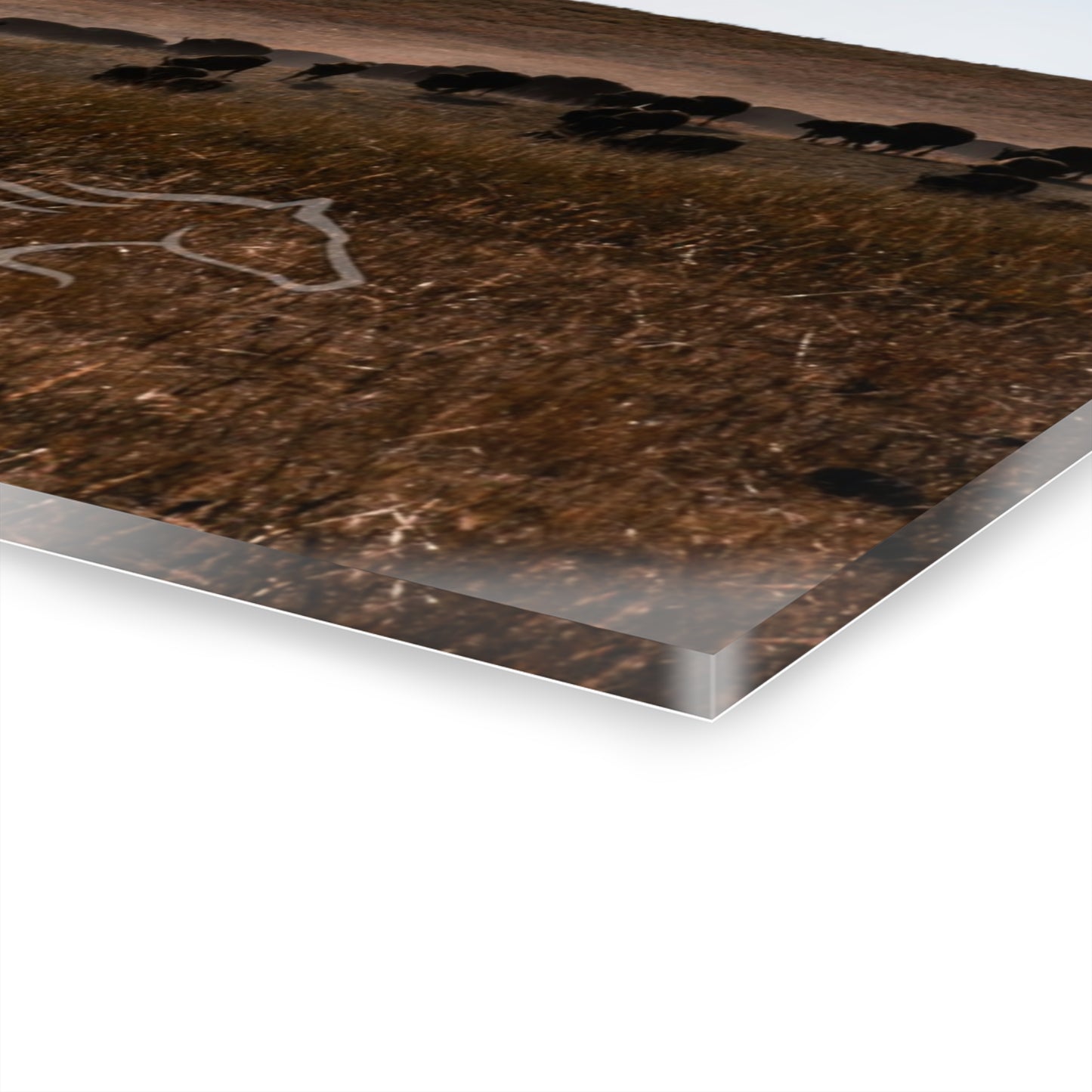 Buffalo Herd Acrylic