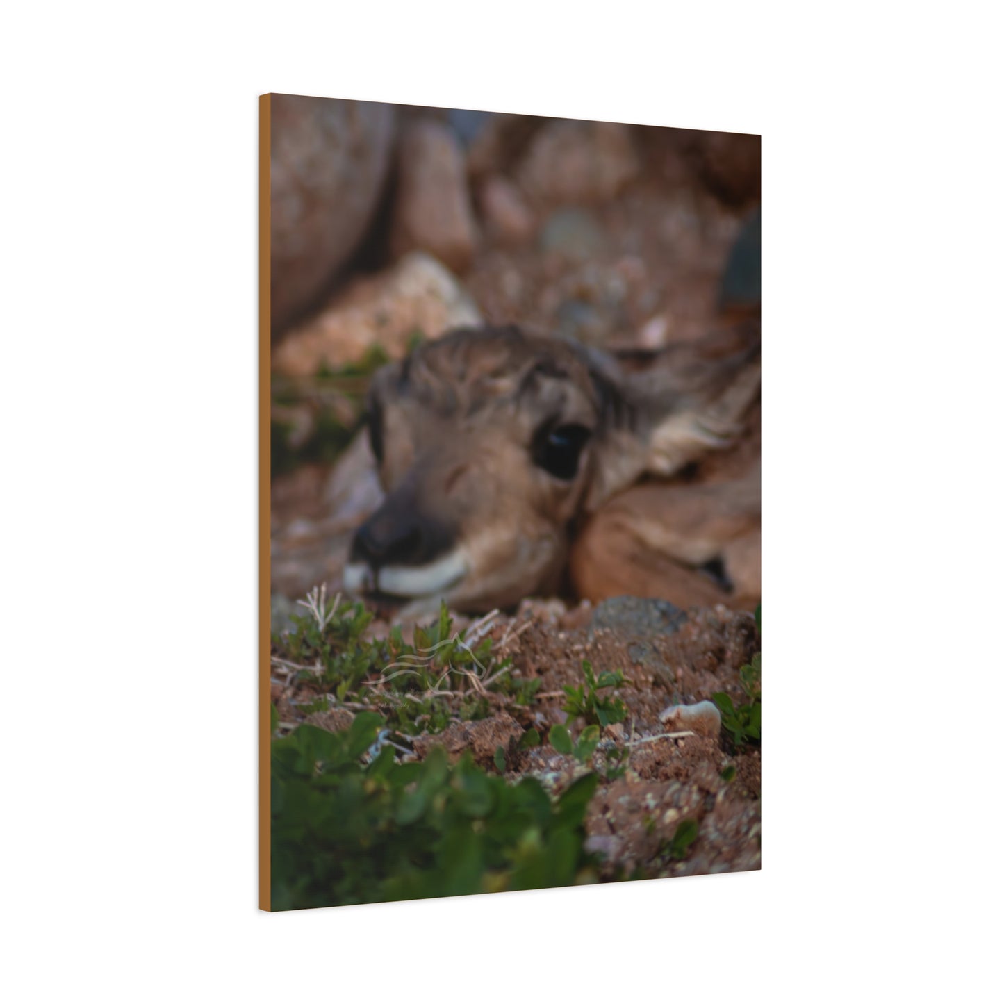 Gentle Antelope Fawn Canvas