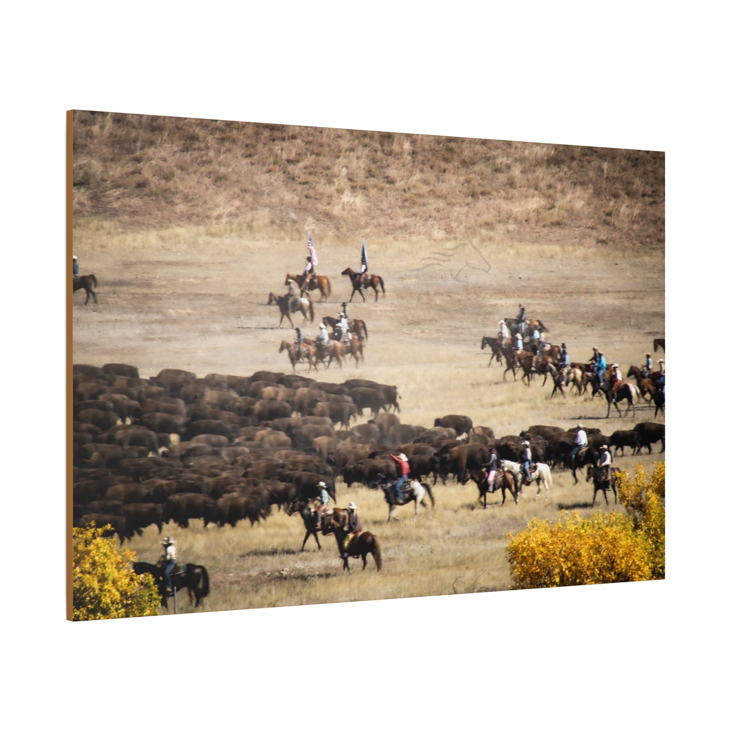 Cowboys and Buffalos Canvas