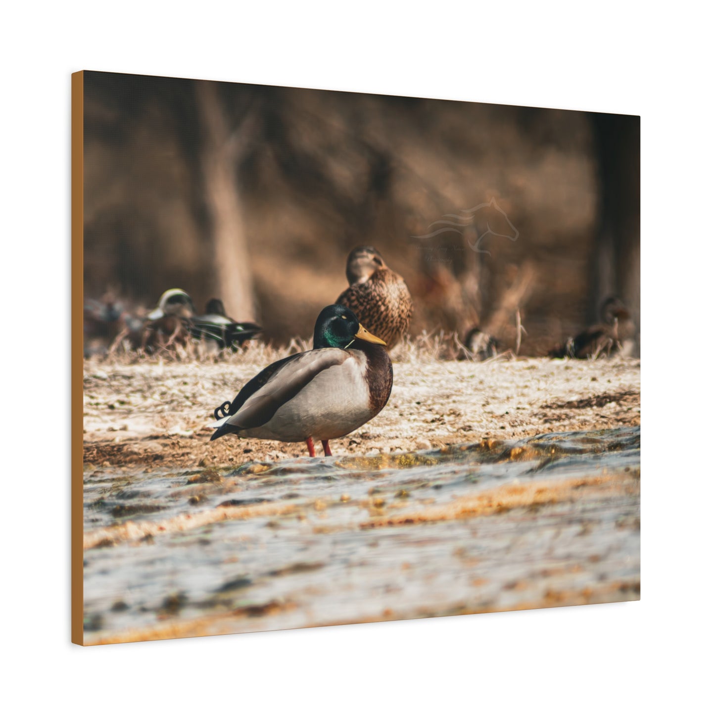 Nature-Inspired Duck Canvas