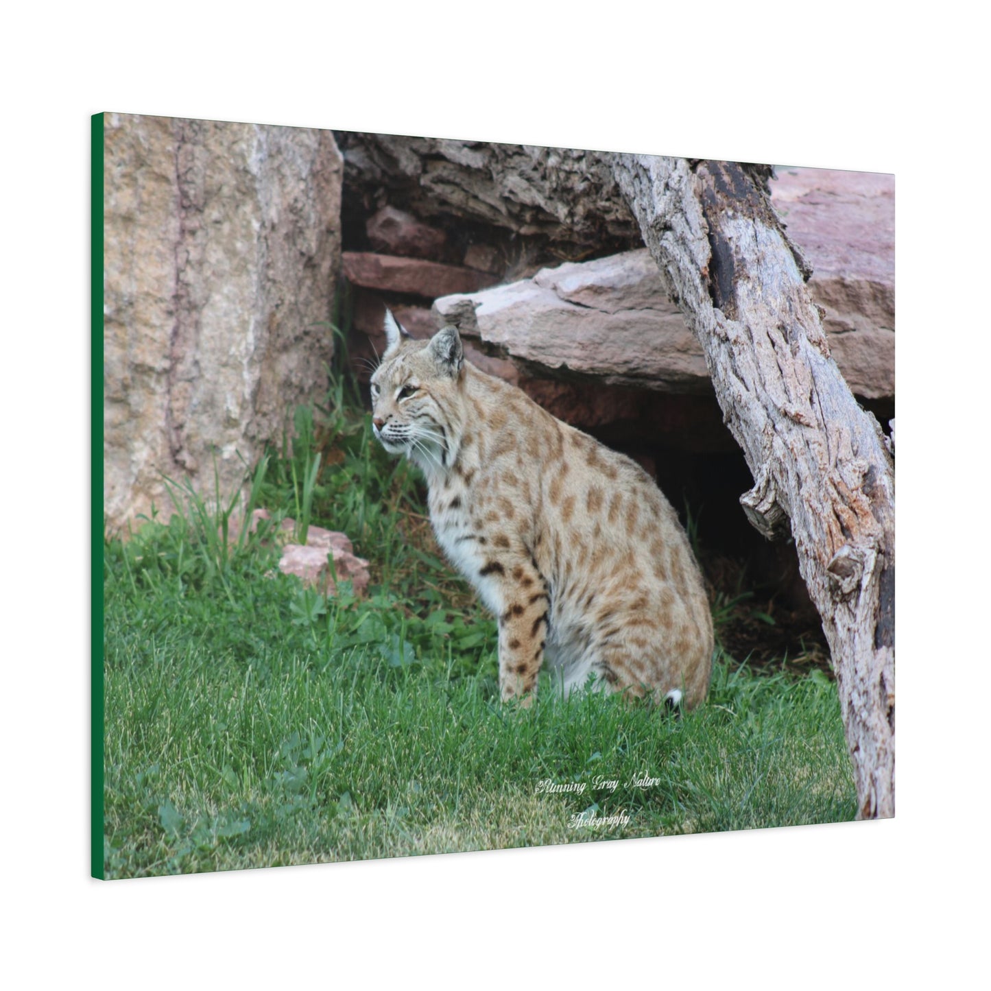 Sitting Bobcat Matte Canvas, Stretched, 1.25"