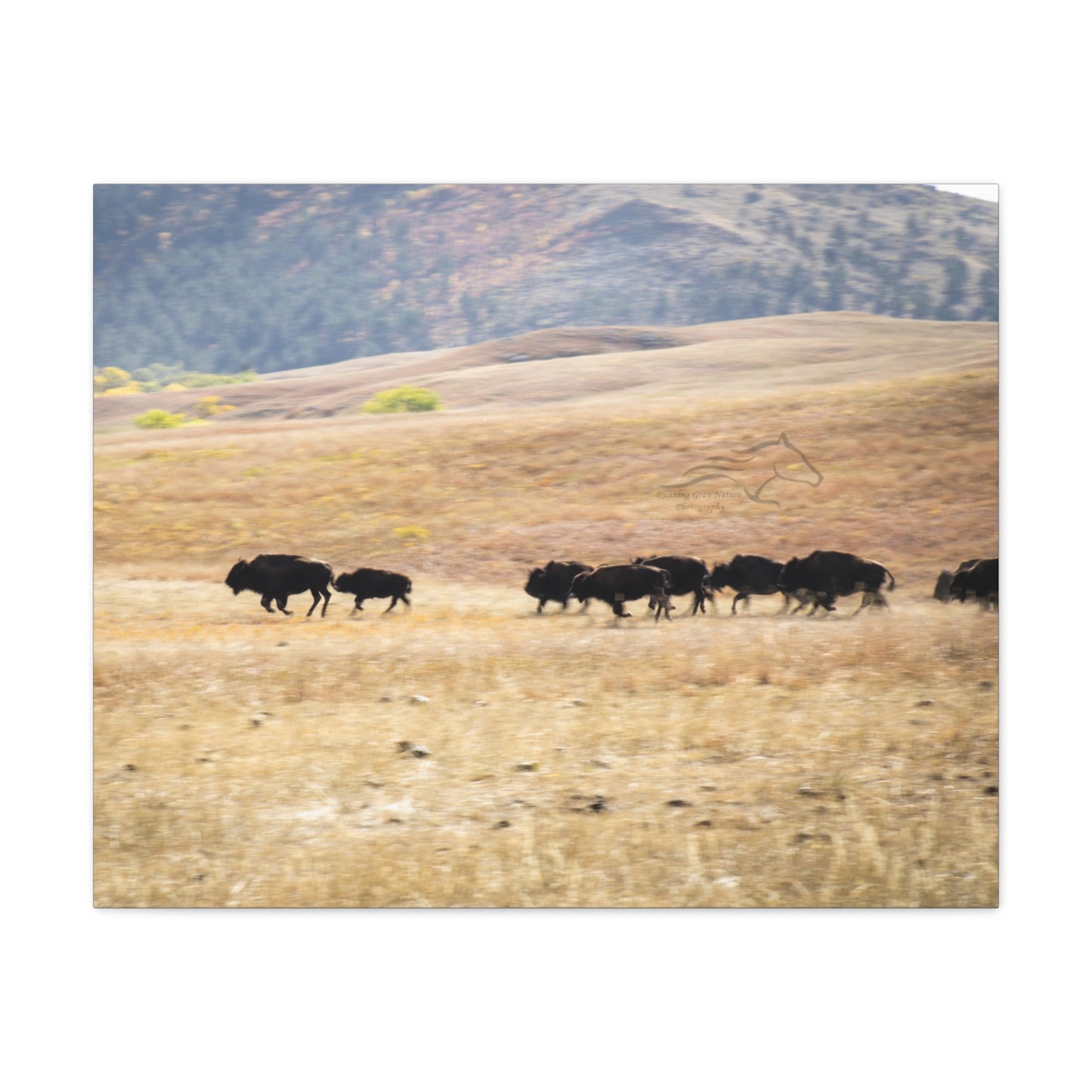Beginning Buffalo Herd Canvas