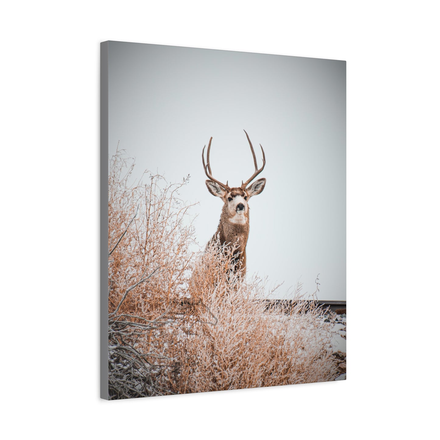 Rustic Deer Canvas