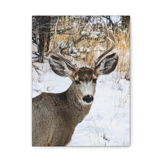 Deer Antlers in February Canvas