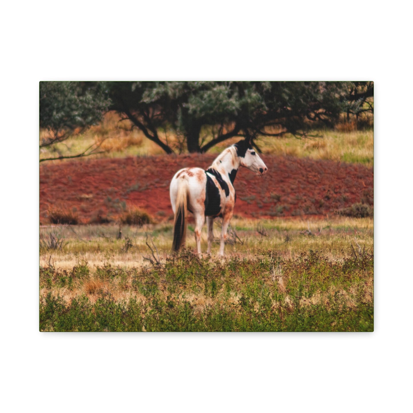 Painted Horse Canvas