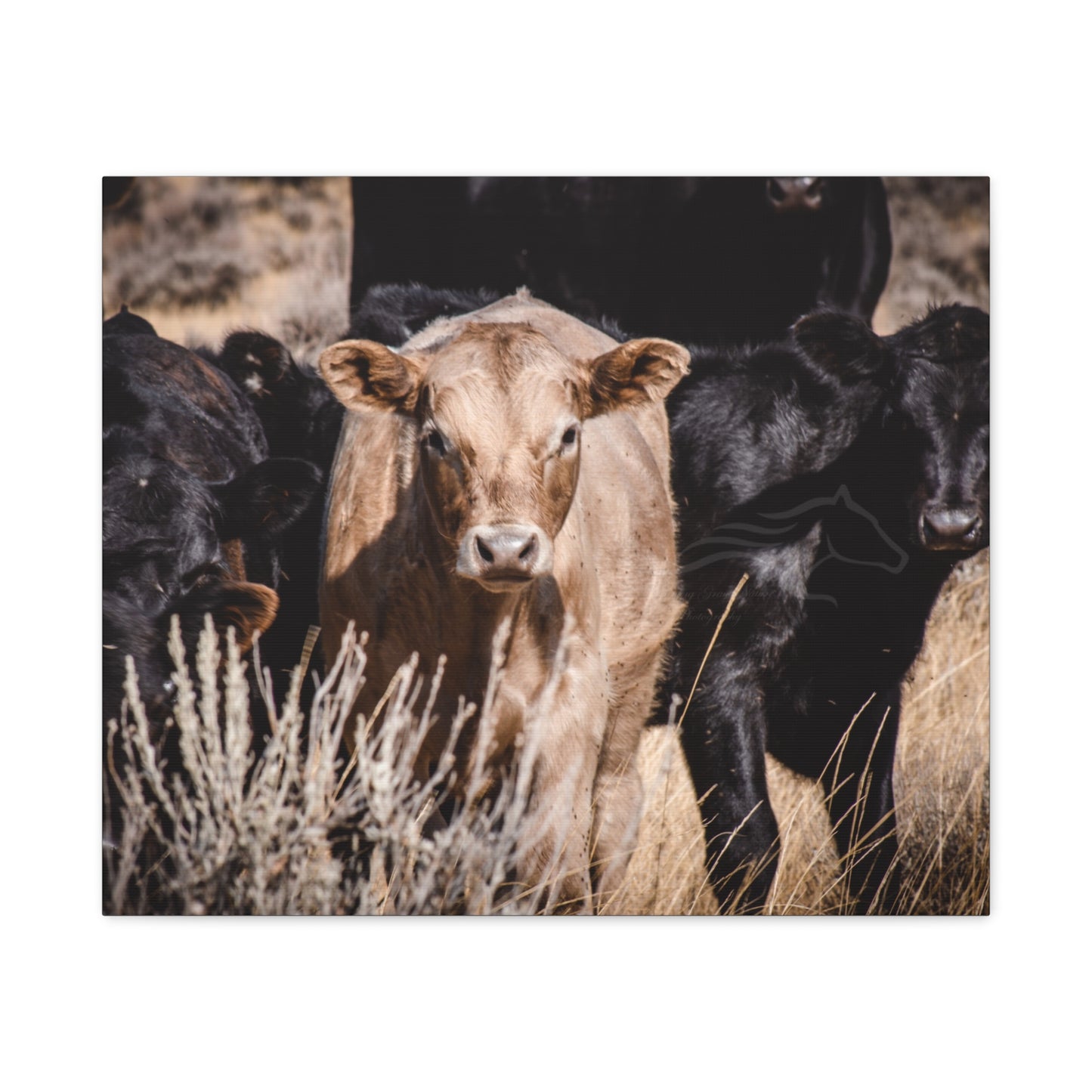 Baby Blonde Calf