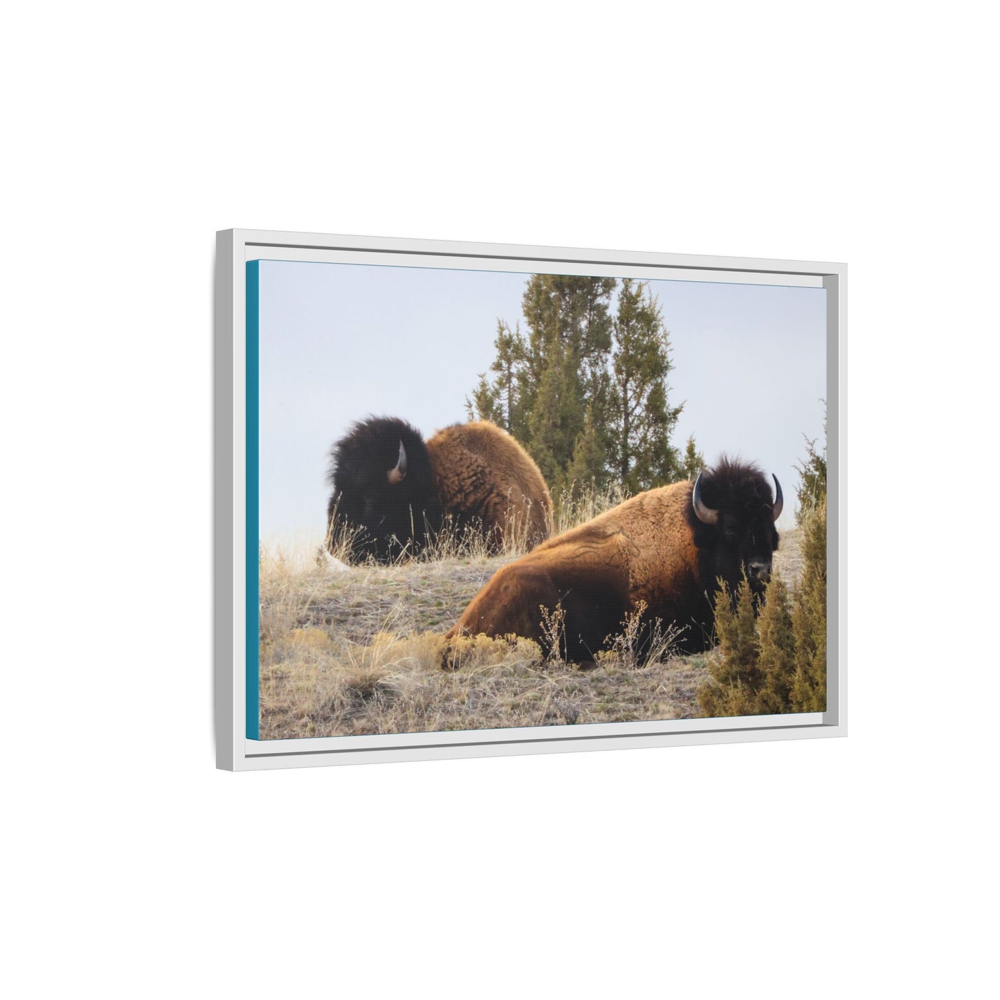 Two Bull Buffalo Framed Canvas