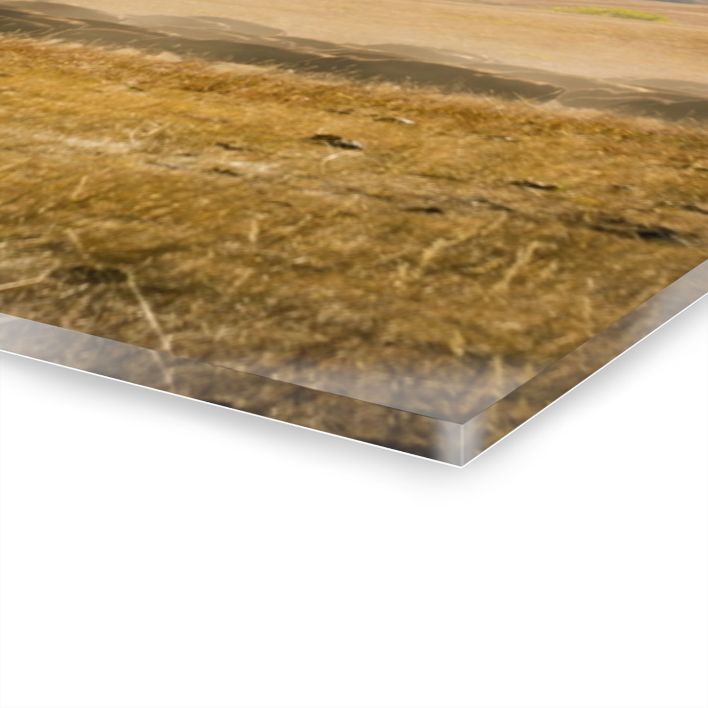 Trucks in the Buffalo Round Up Acrylic